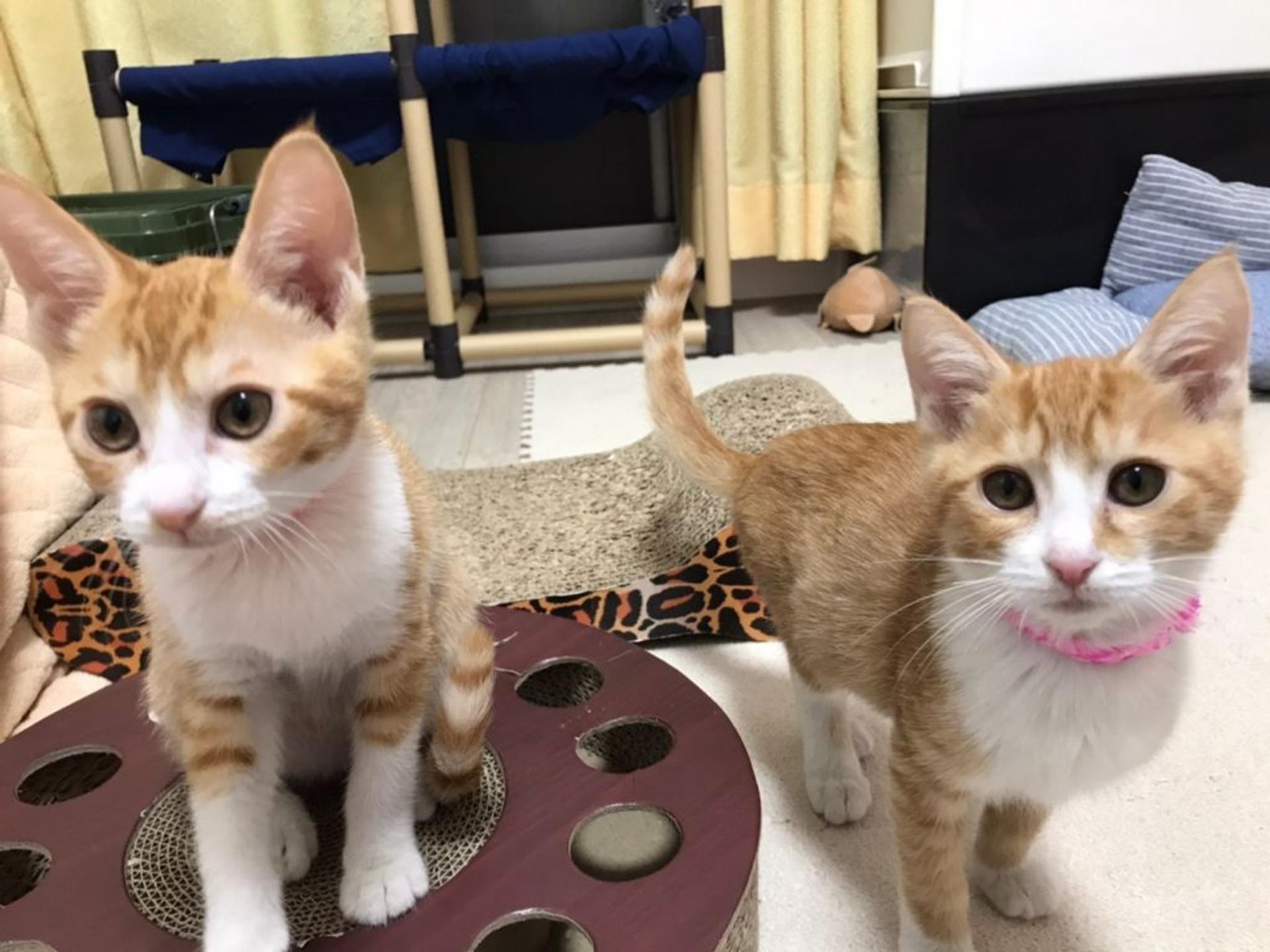 pet-image-3