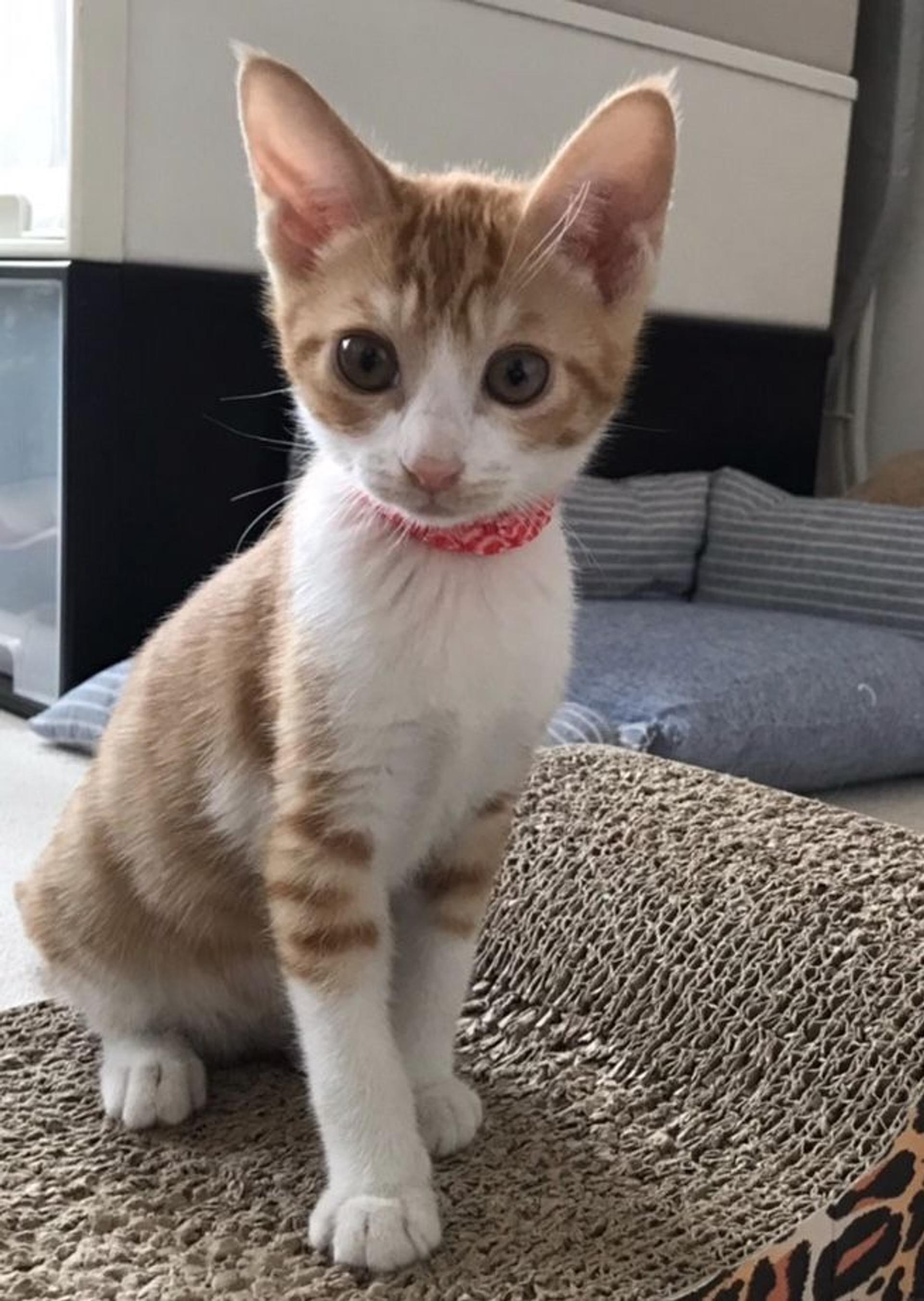 pet-image-6