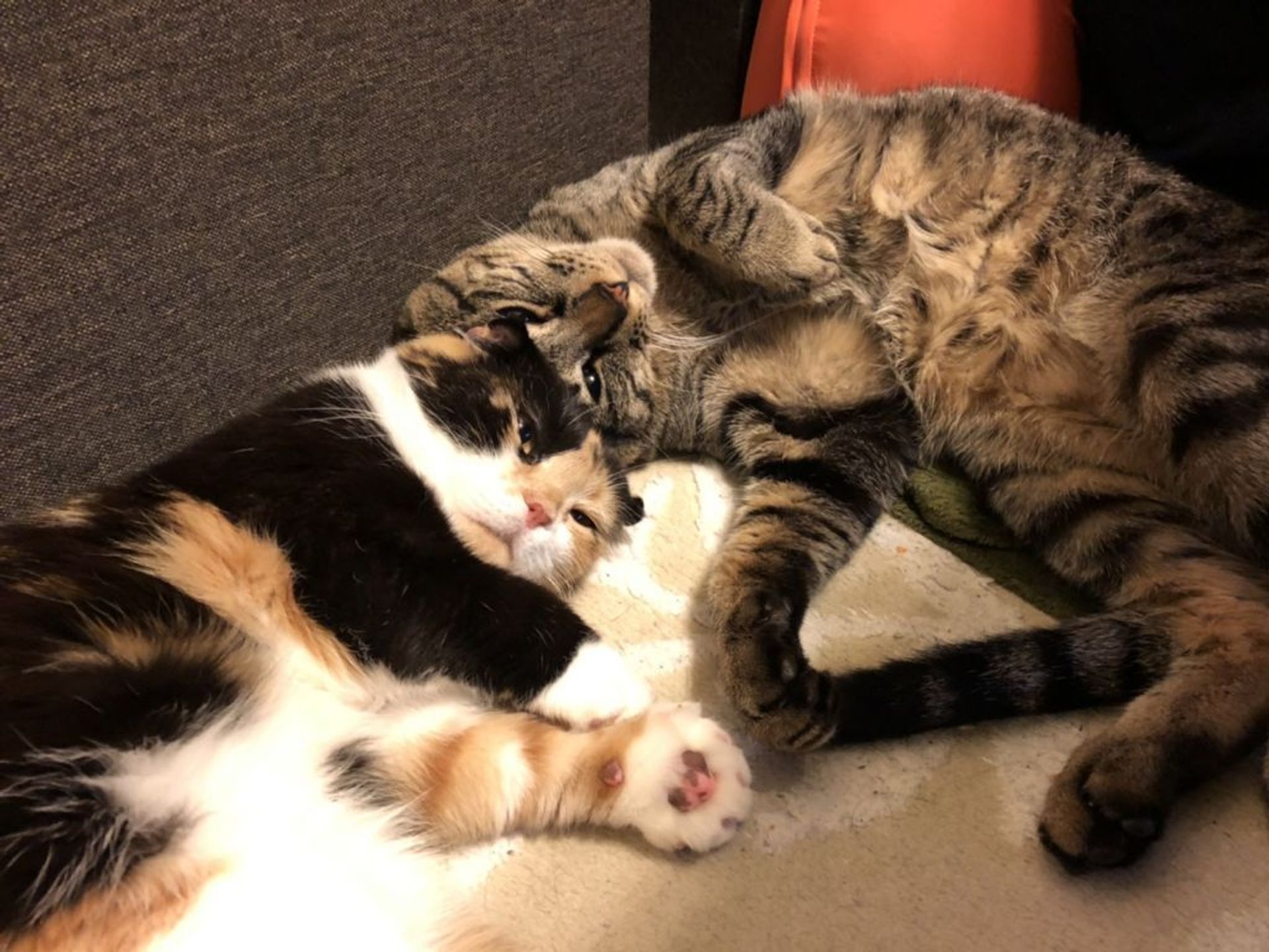 雑種（ミックス猫）・メスの里親募集の写真