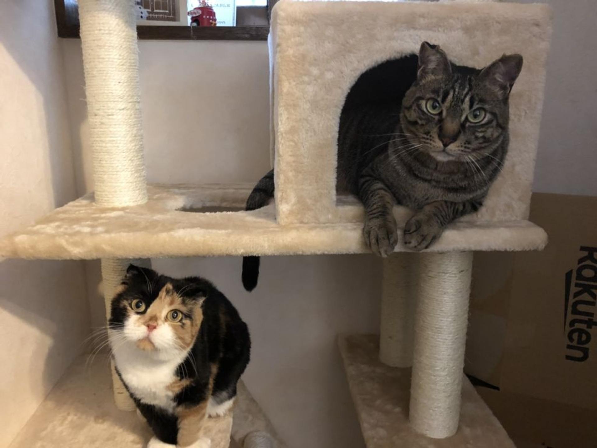 pet-image-6