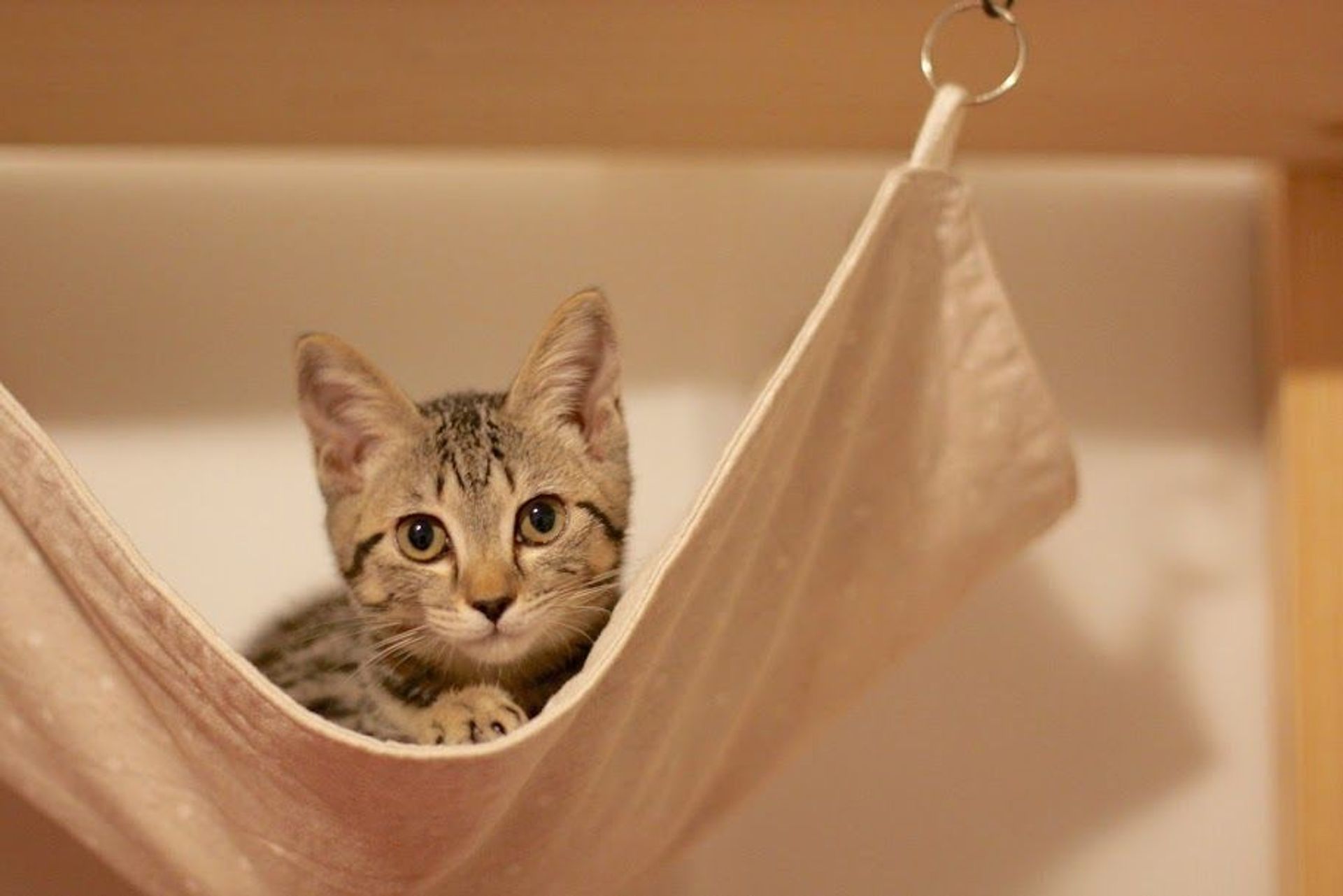雑種（ミックス猫）・メスの里親募集の写真