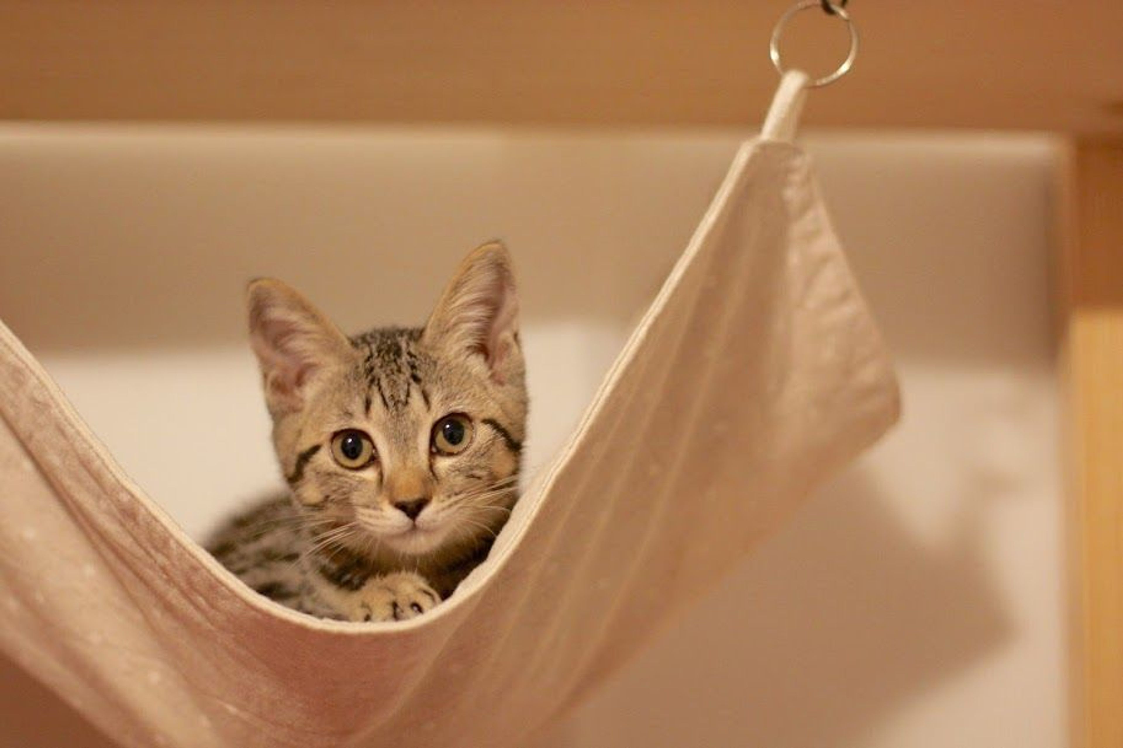 雑種（ミックス猫）・メスの里親募集の写真