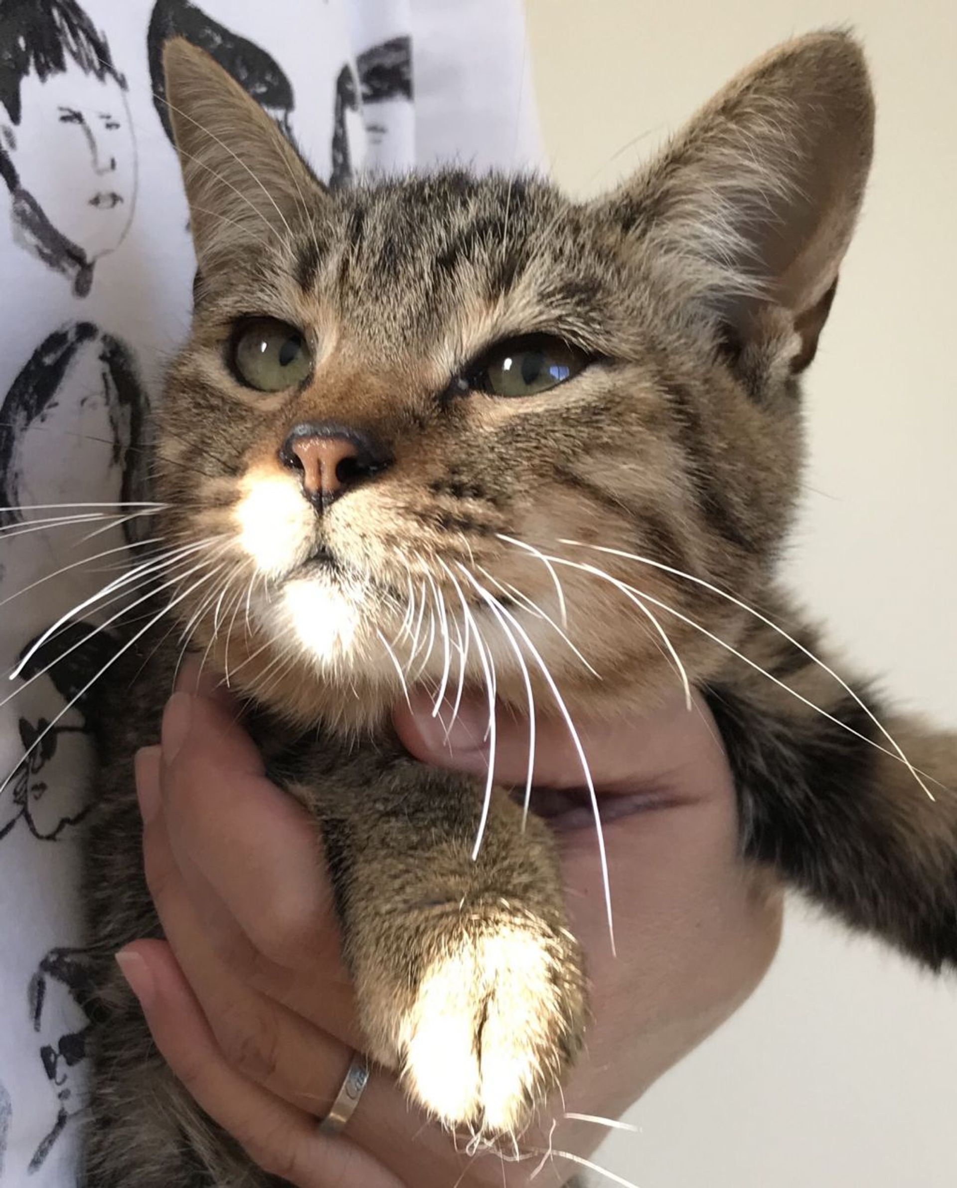 雑種（ミックス猫）・メスの里親募集の写真