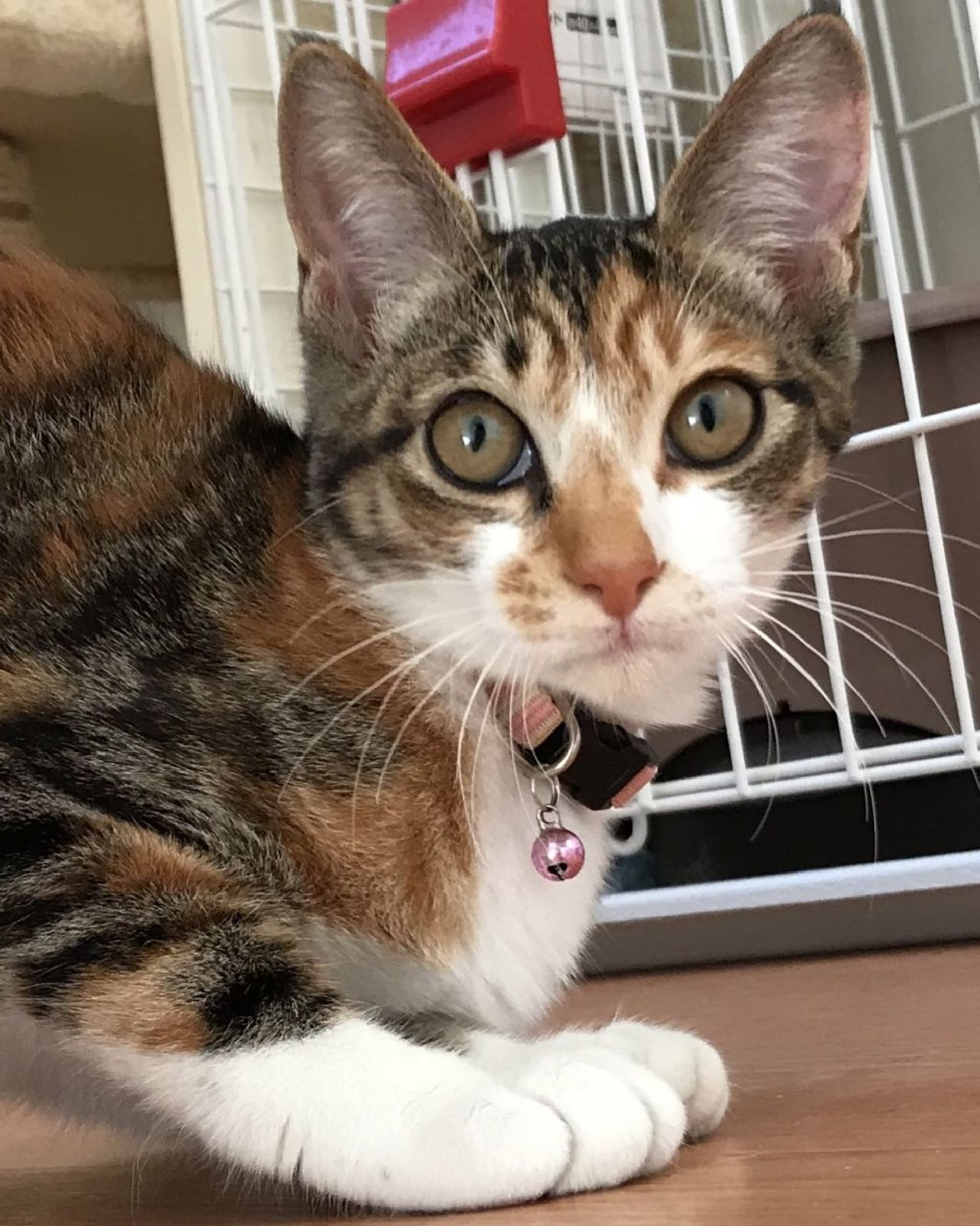雑種（ミックス猫）・メスの里親募集の写真