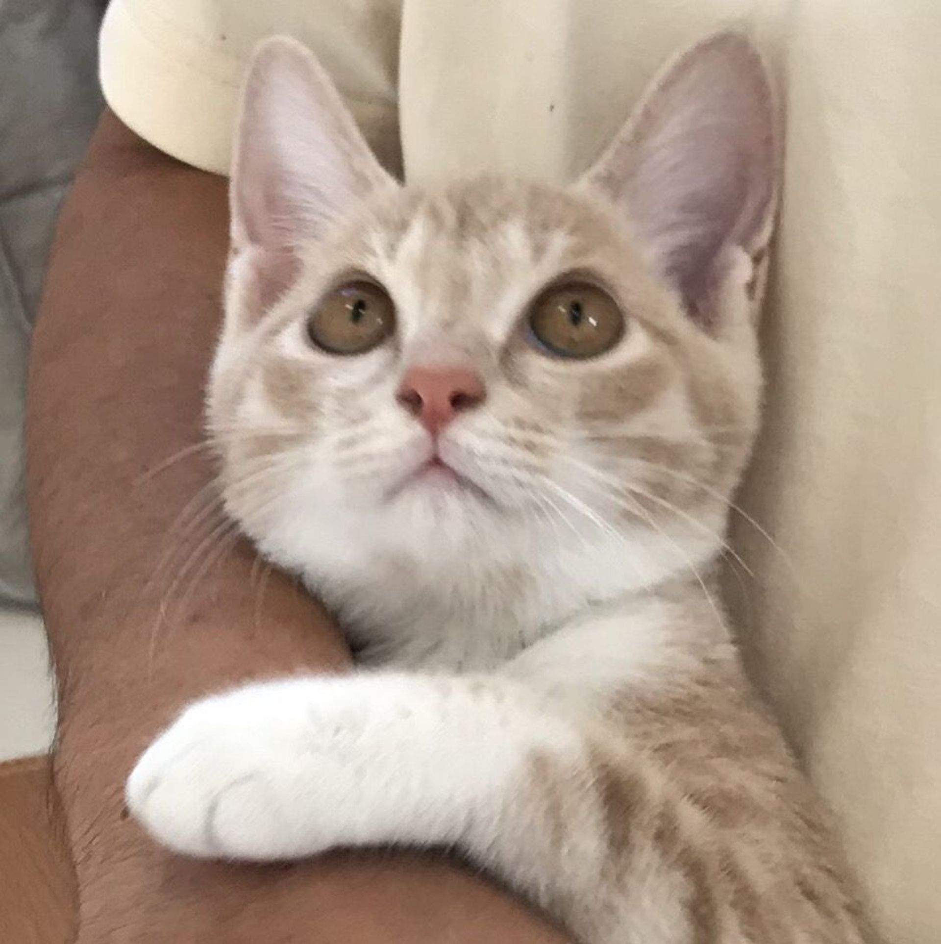 雑種（ミックス猫）・メスの里親募集の写真