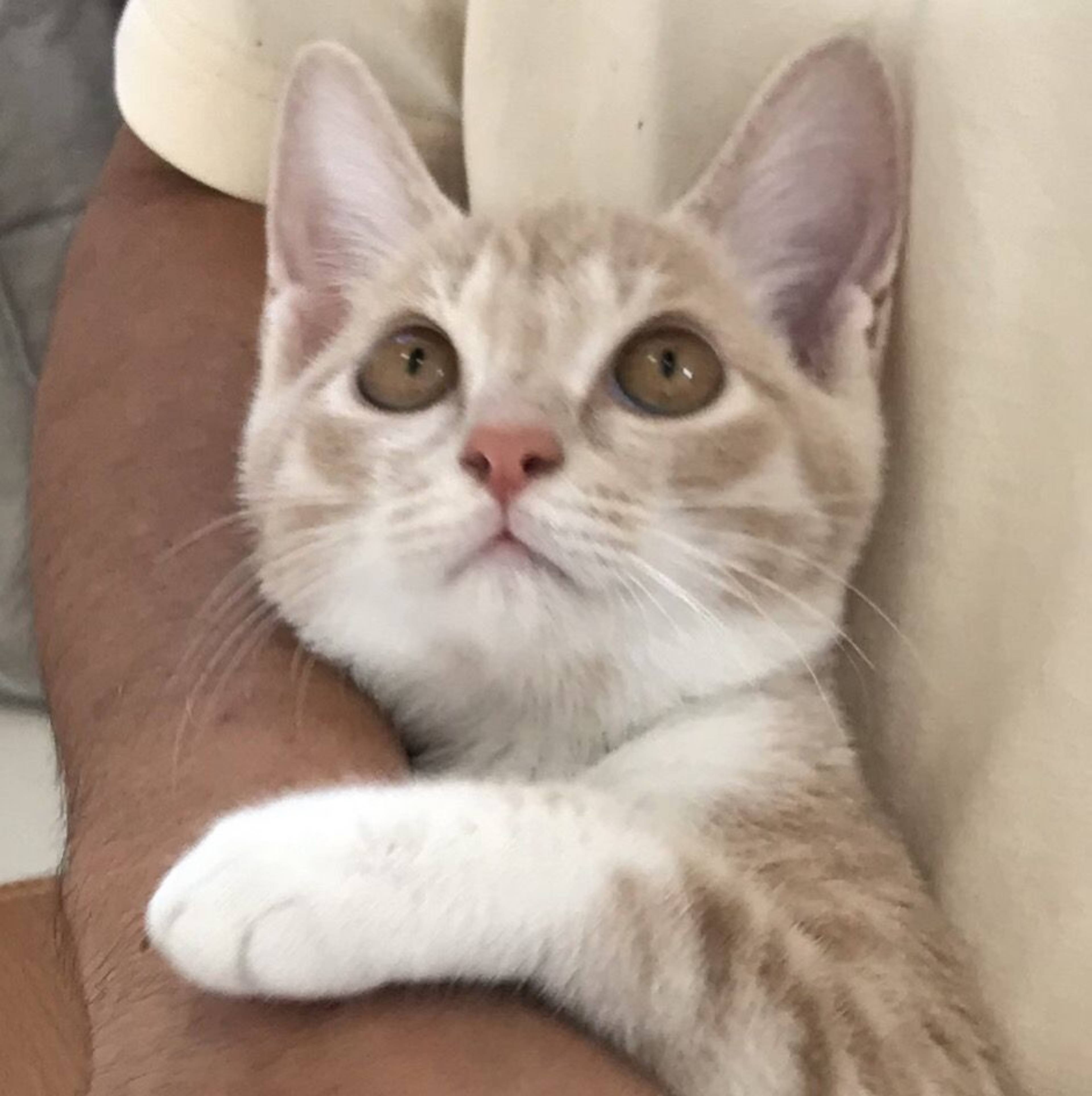 雑種（ミックス猫）・メスの里親募集の写真
