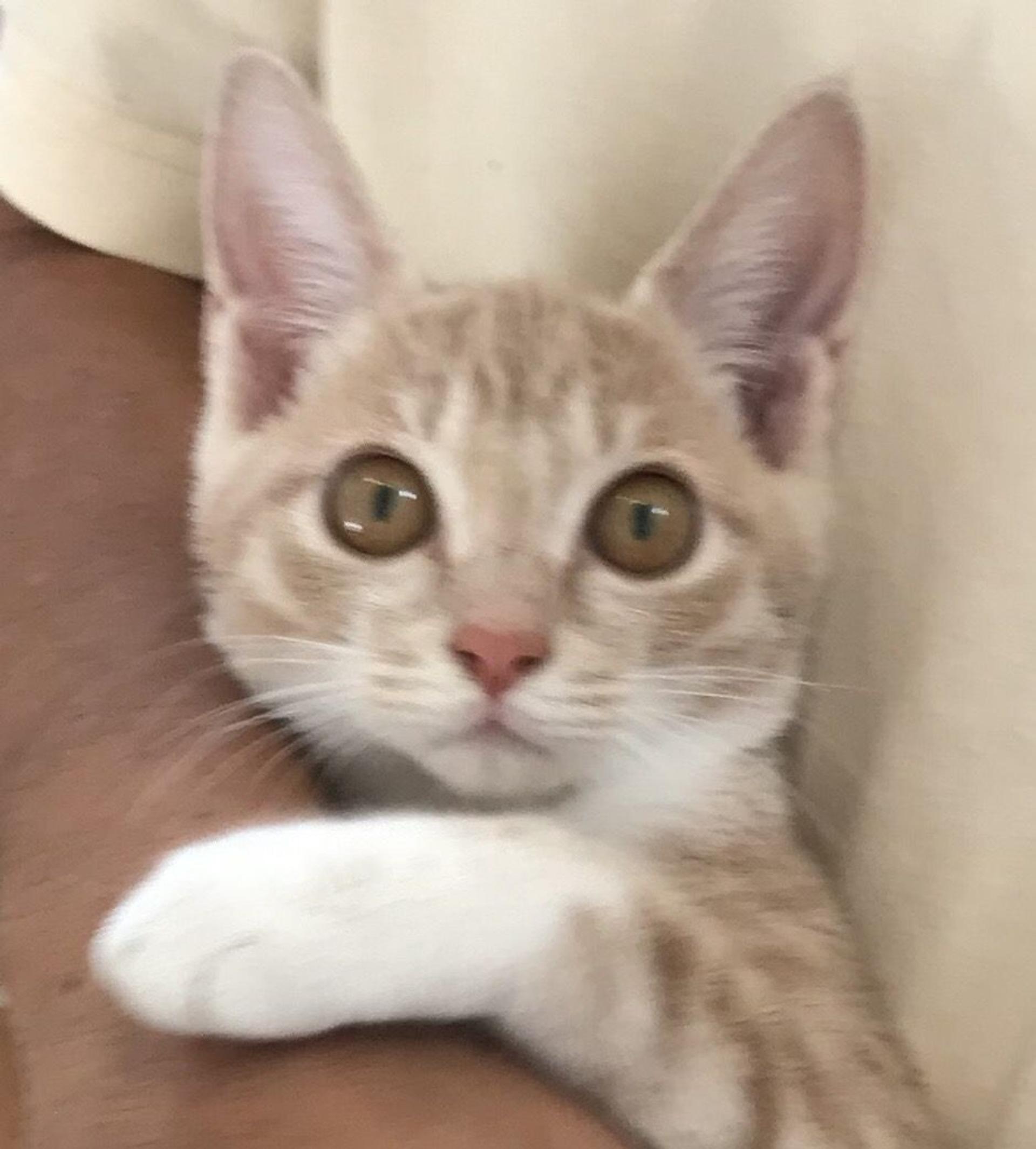 pet-image-2
