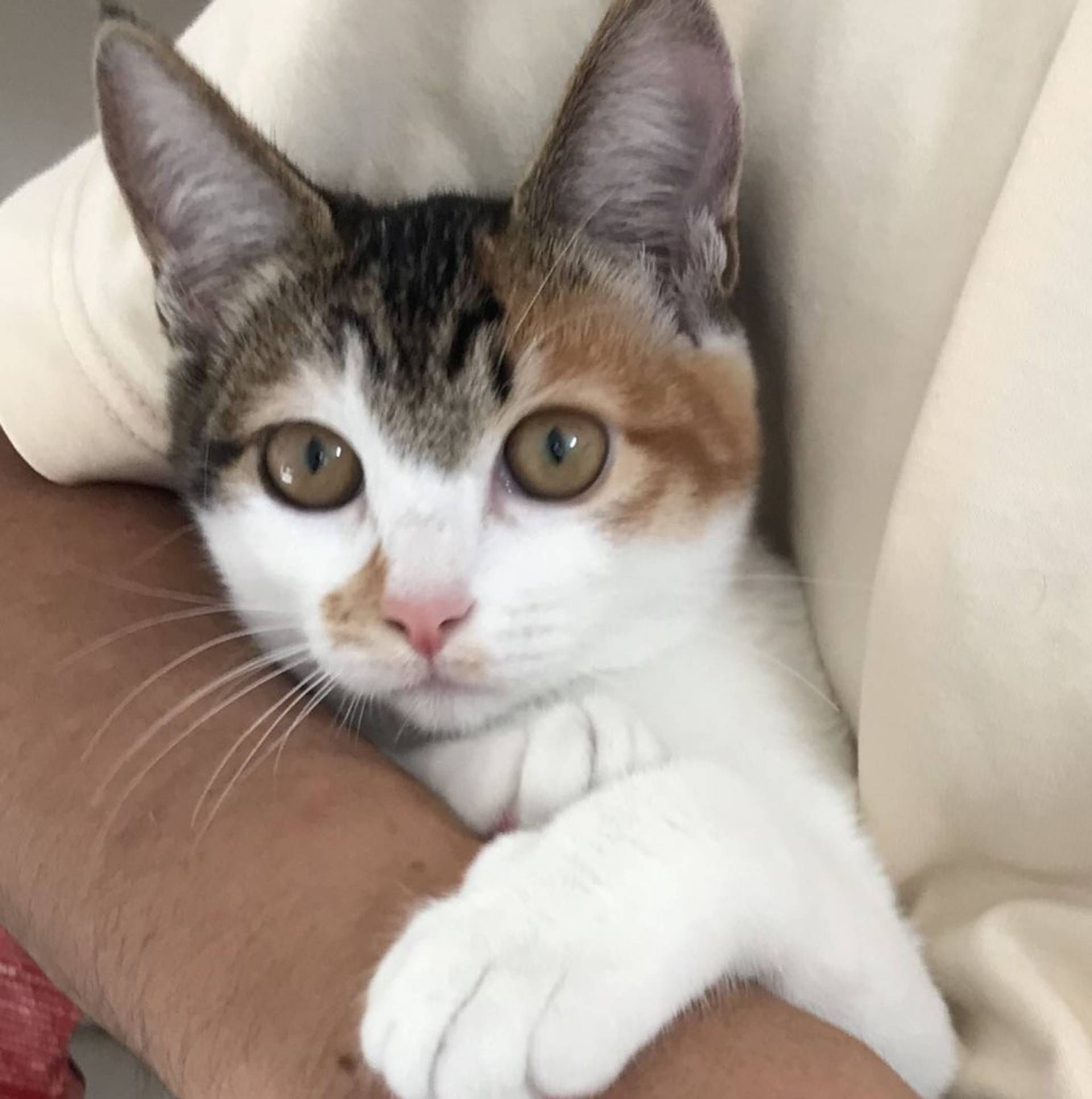 雑種（ミックス猫）・メスの里親募集の写真