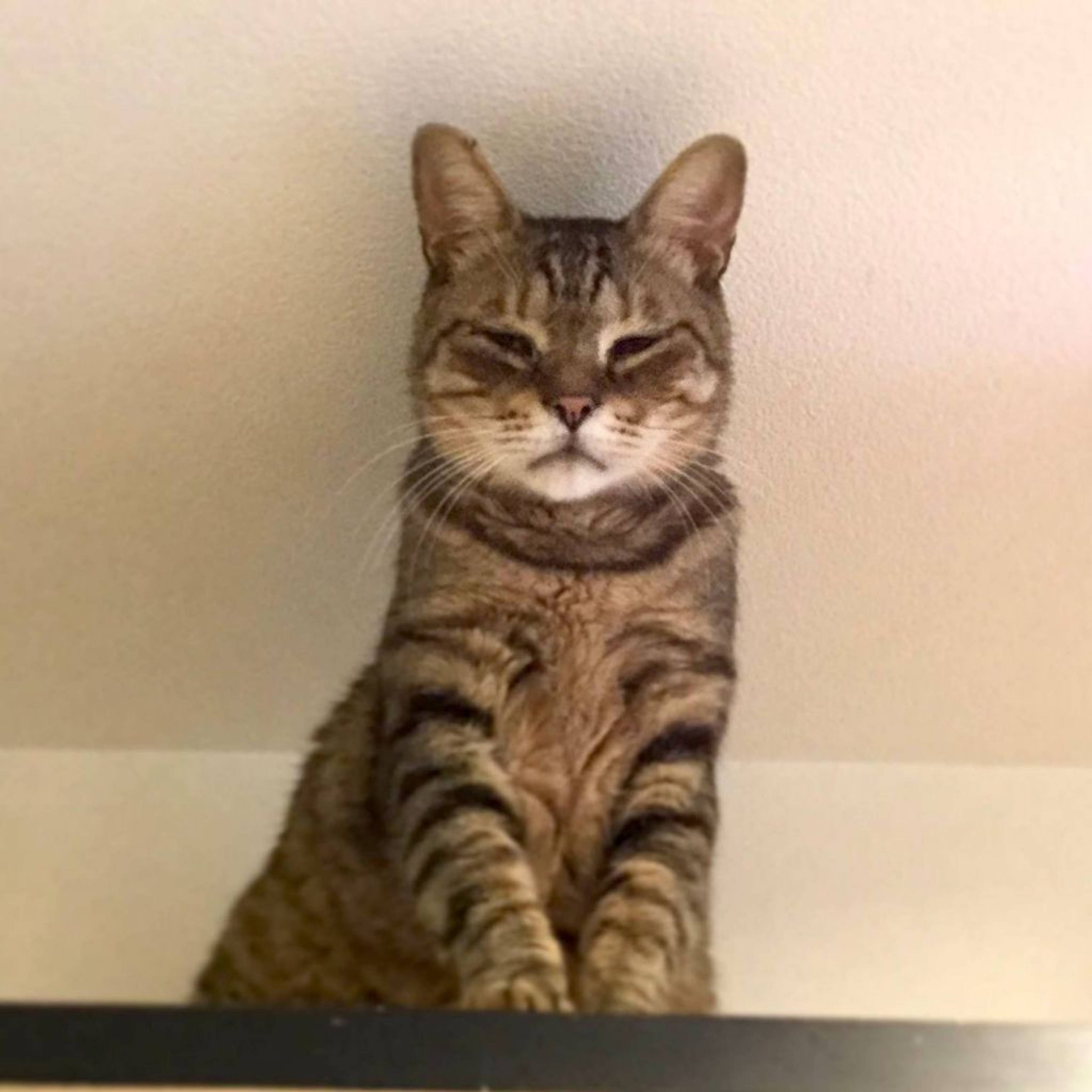 雑種（ミックス猫）・オスの里親募集の写真