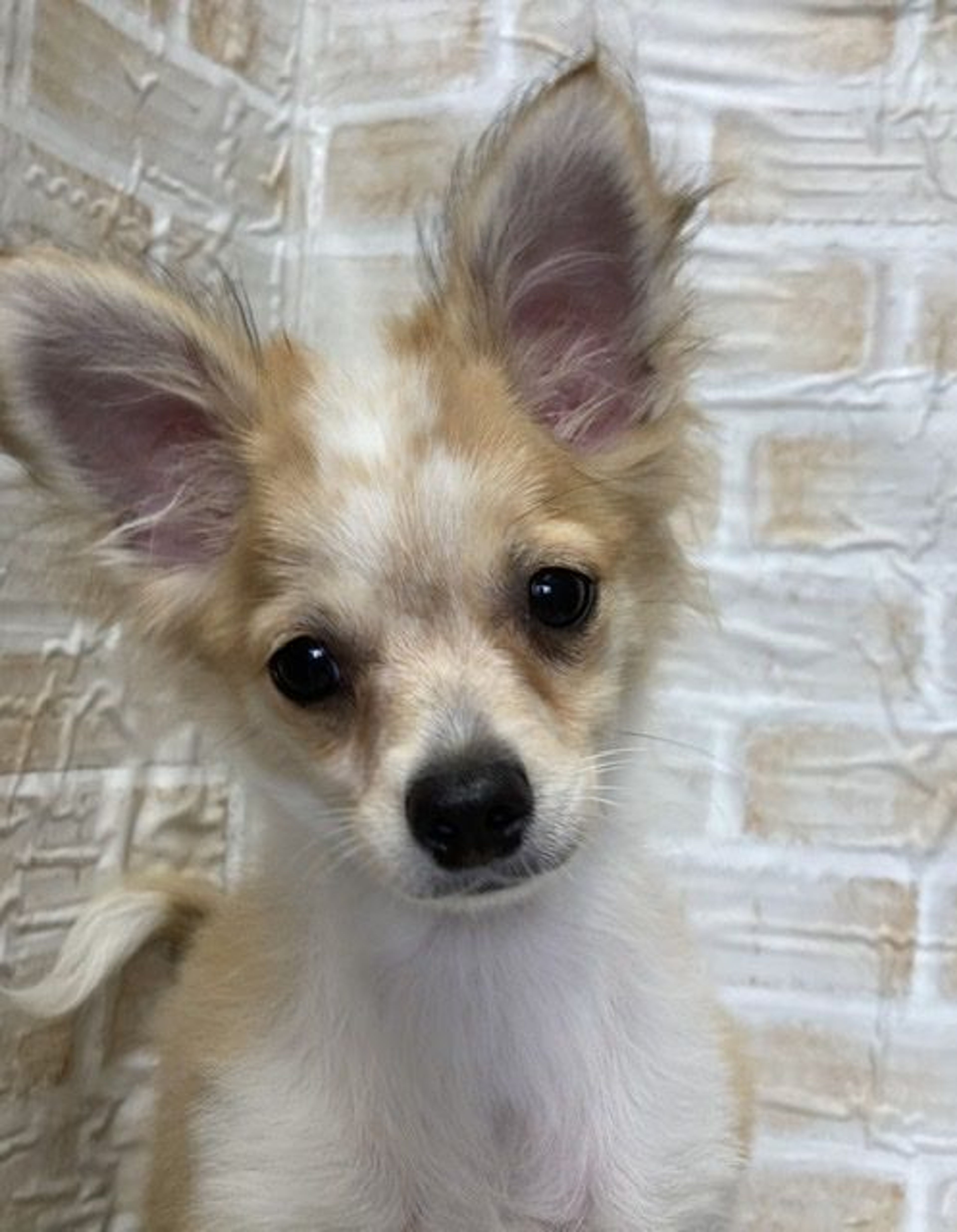 雑種（ミックス犬）・メスの里親募集の写真