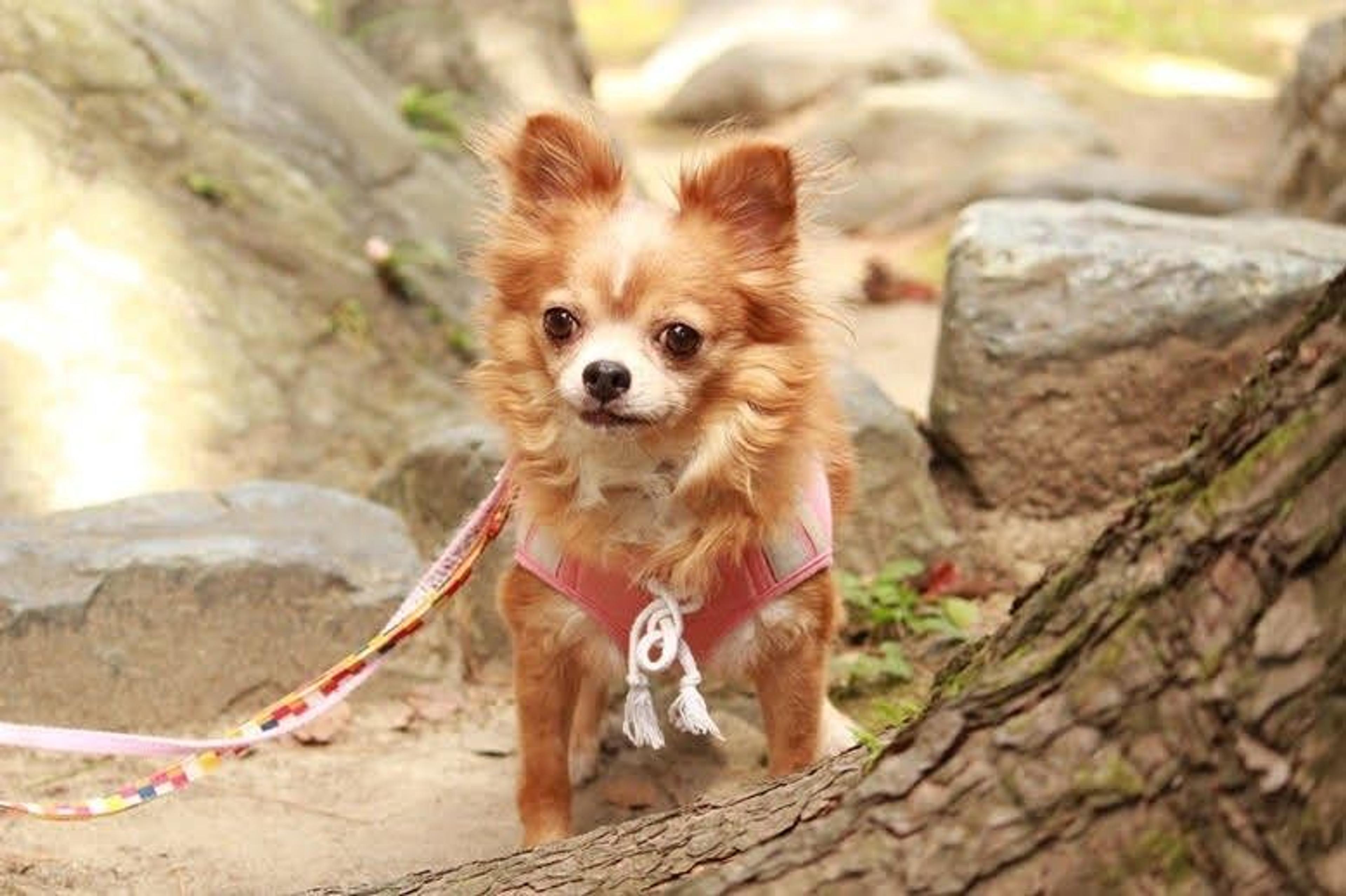 pet-image-4