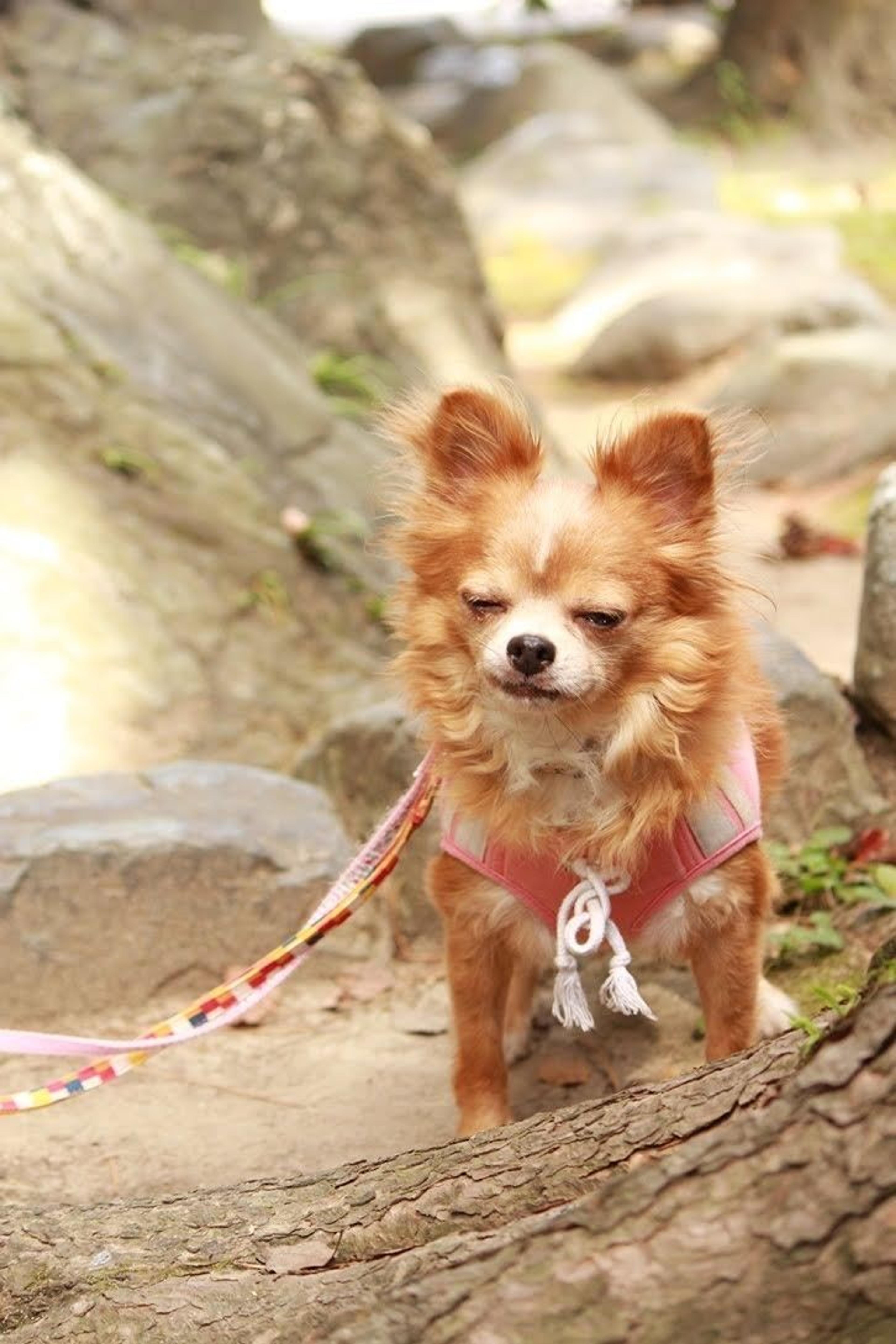 pet-image-5