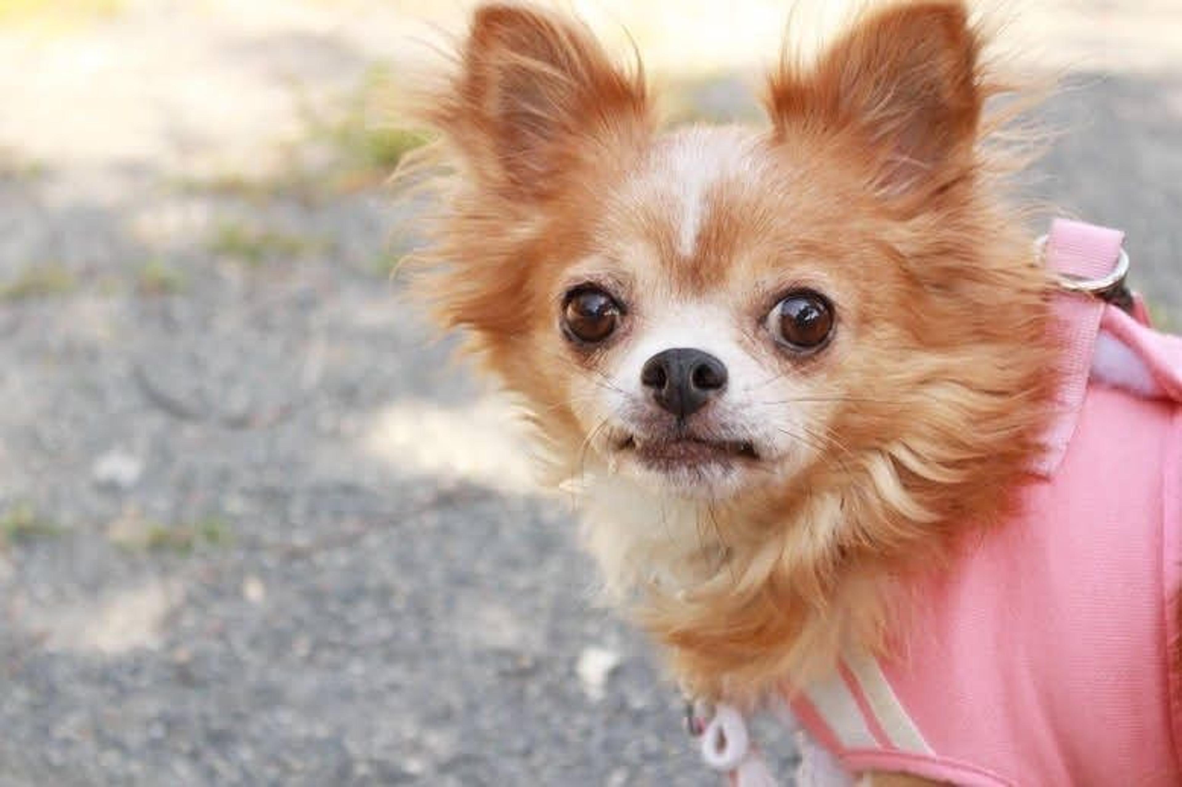 pet-image-6