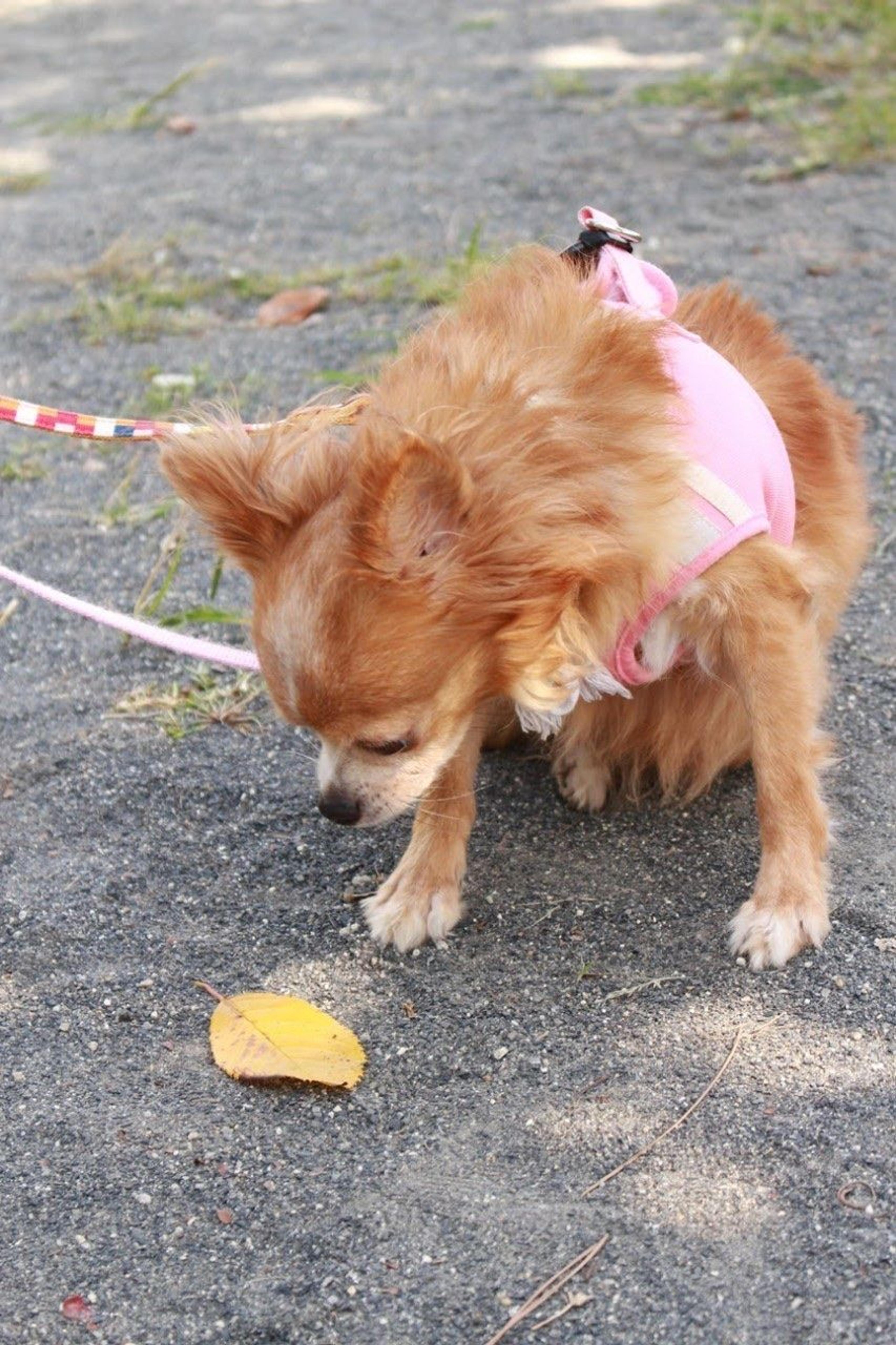 pet-image-7