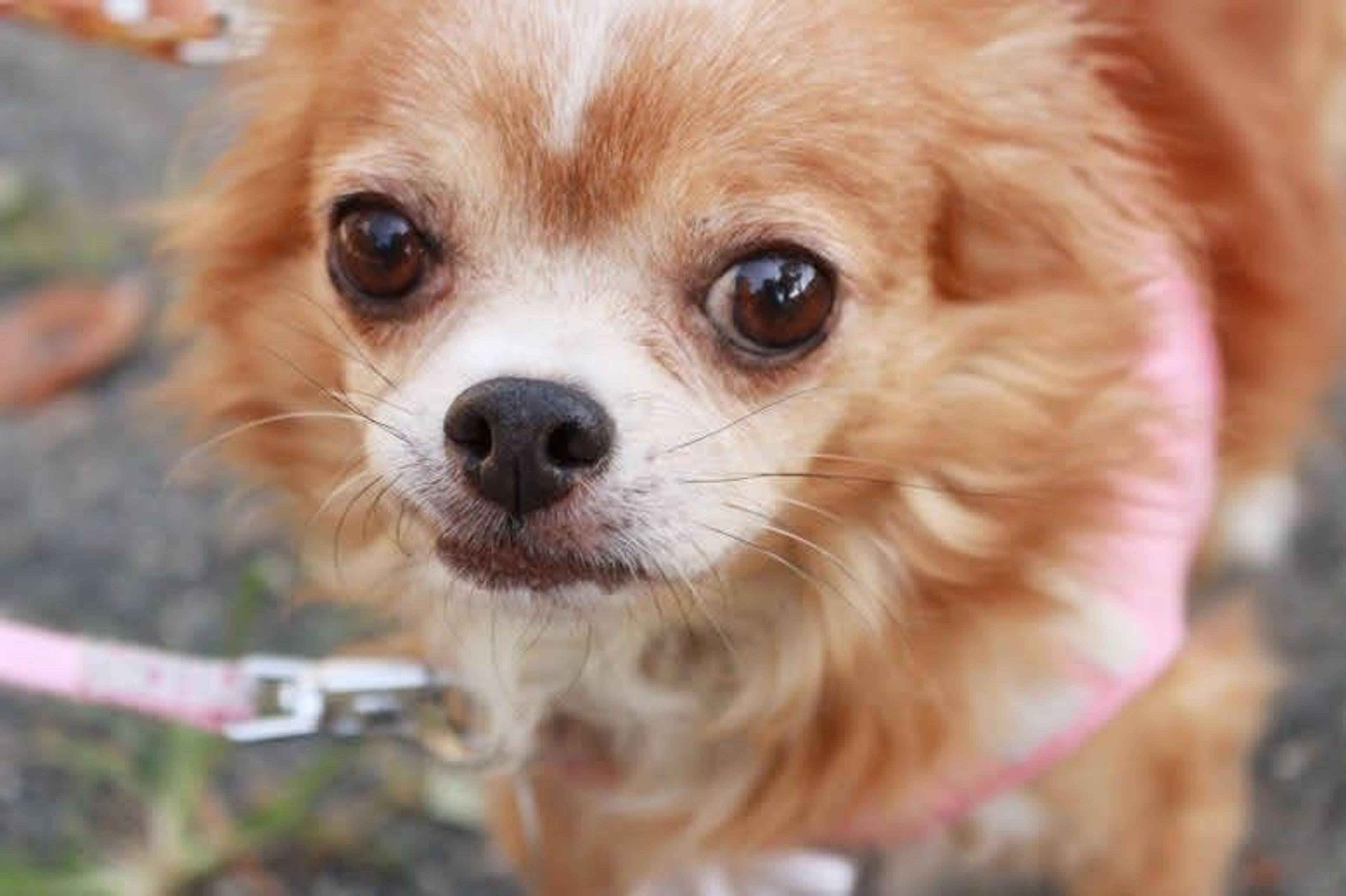 pet-image-8