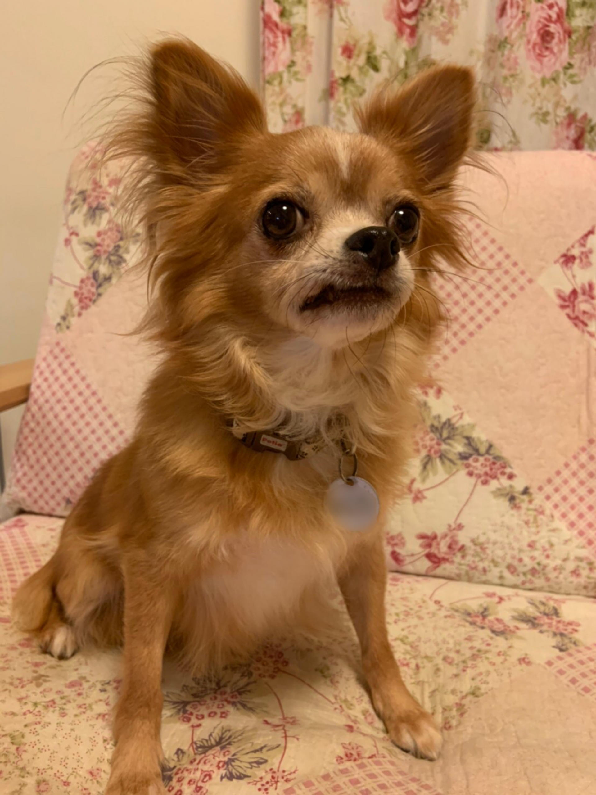 pet-image-9