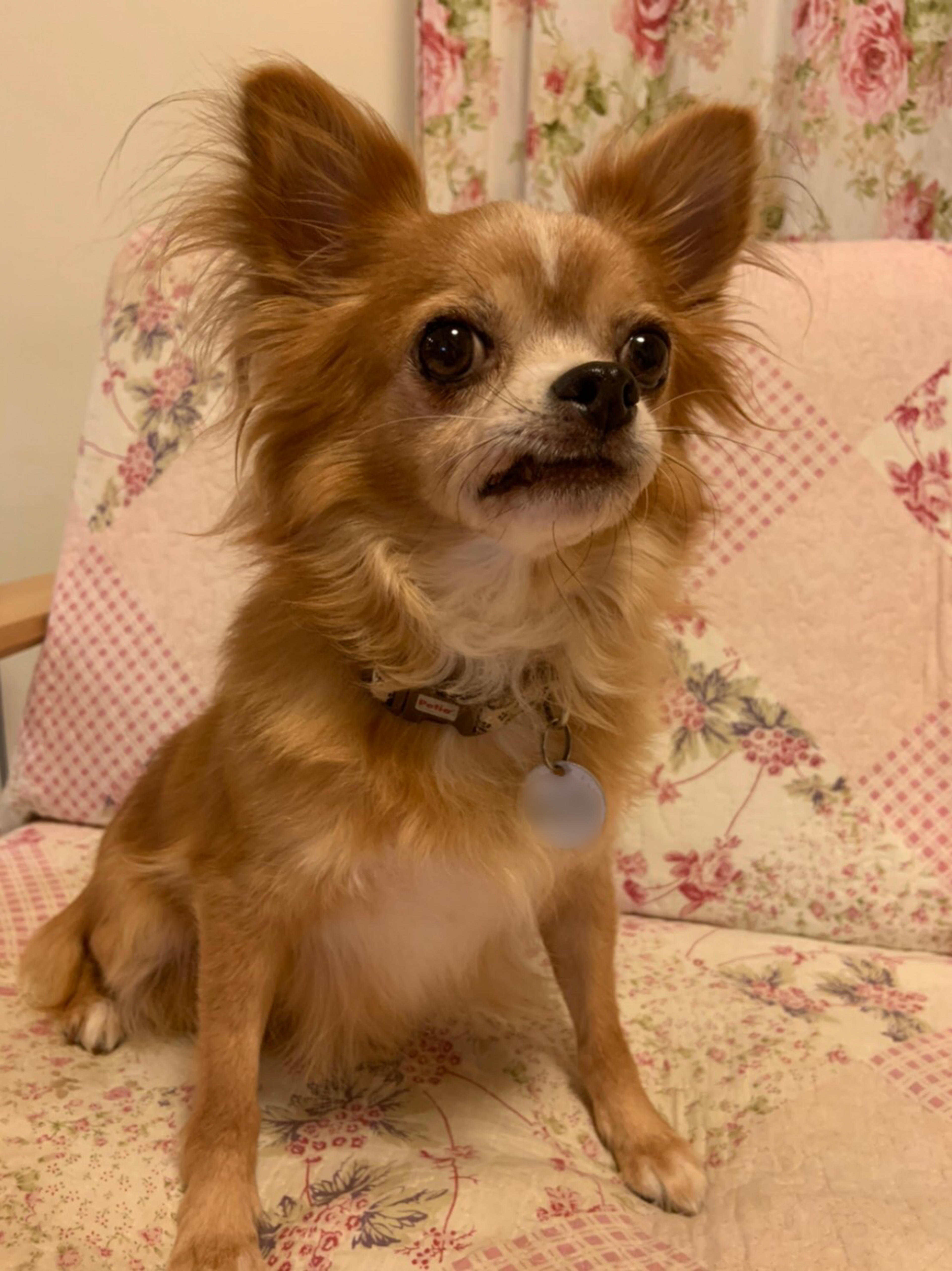 pet-image-9