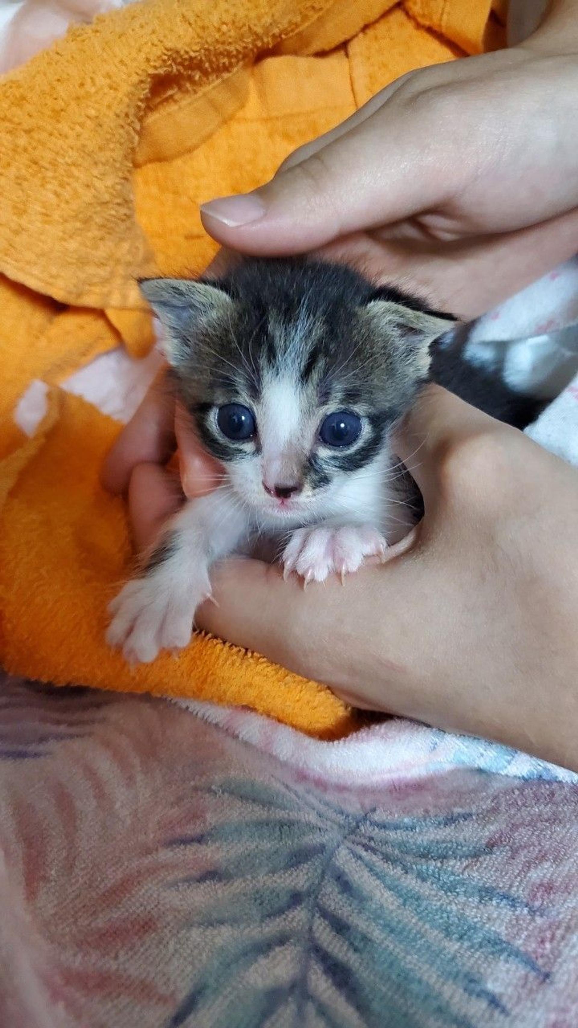 pet-image-2
