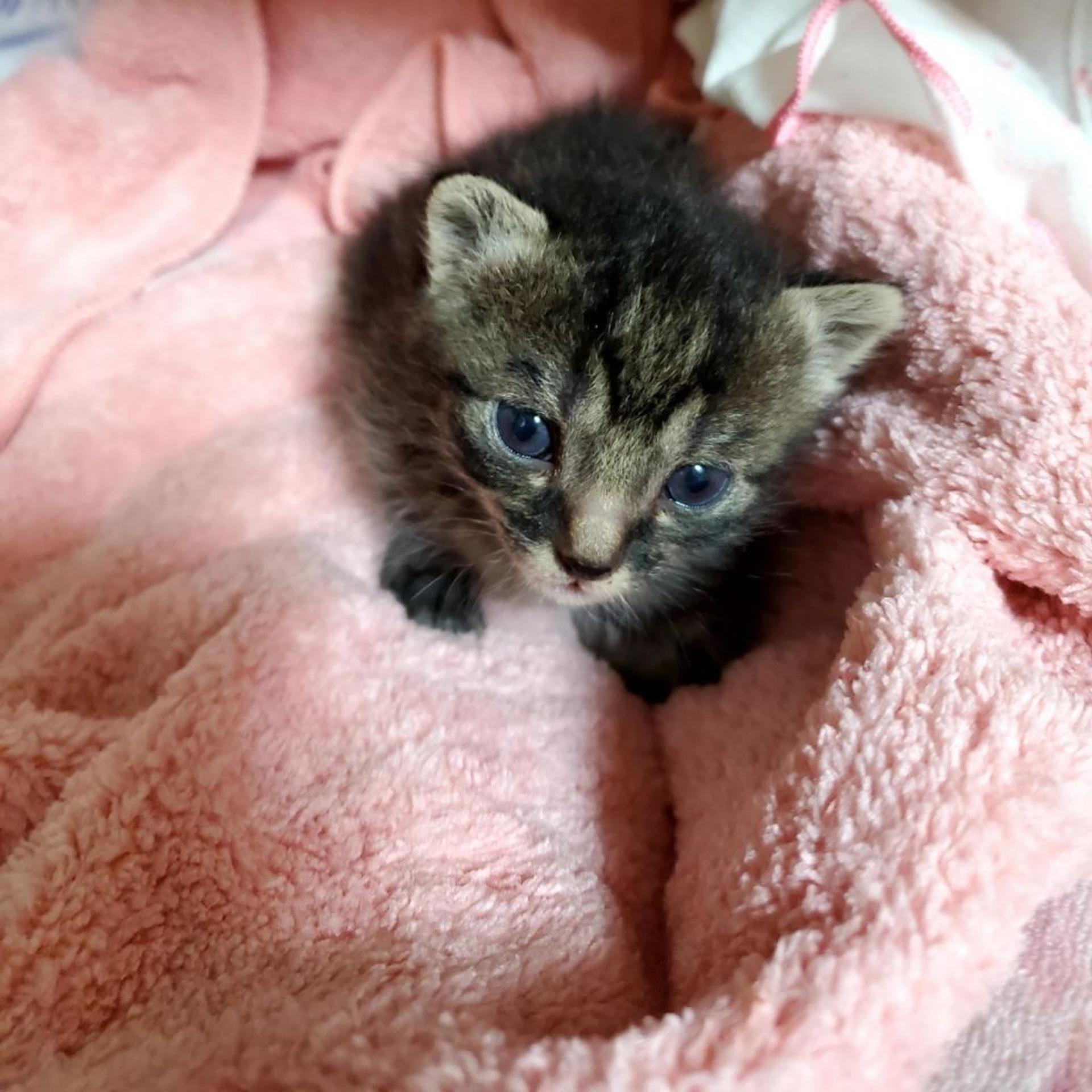 pet-image-4