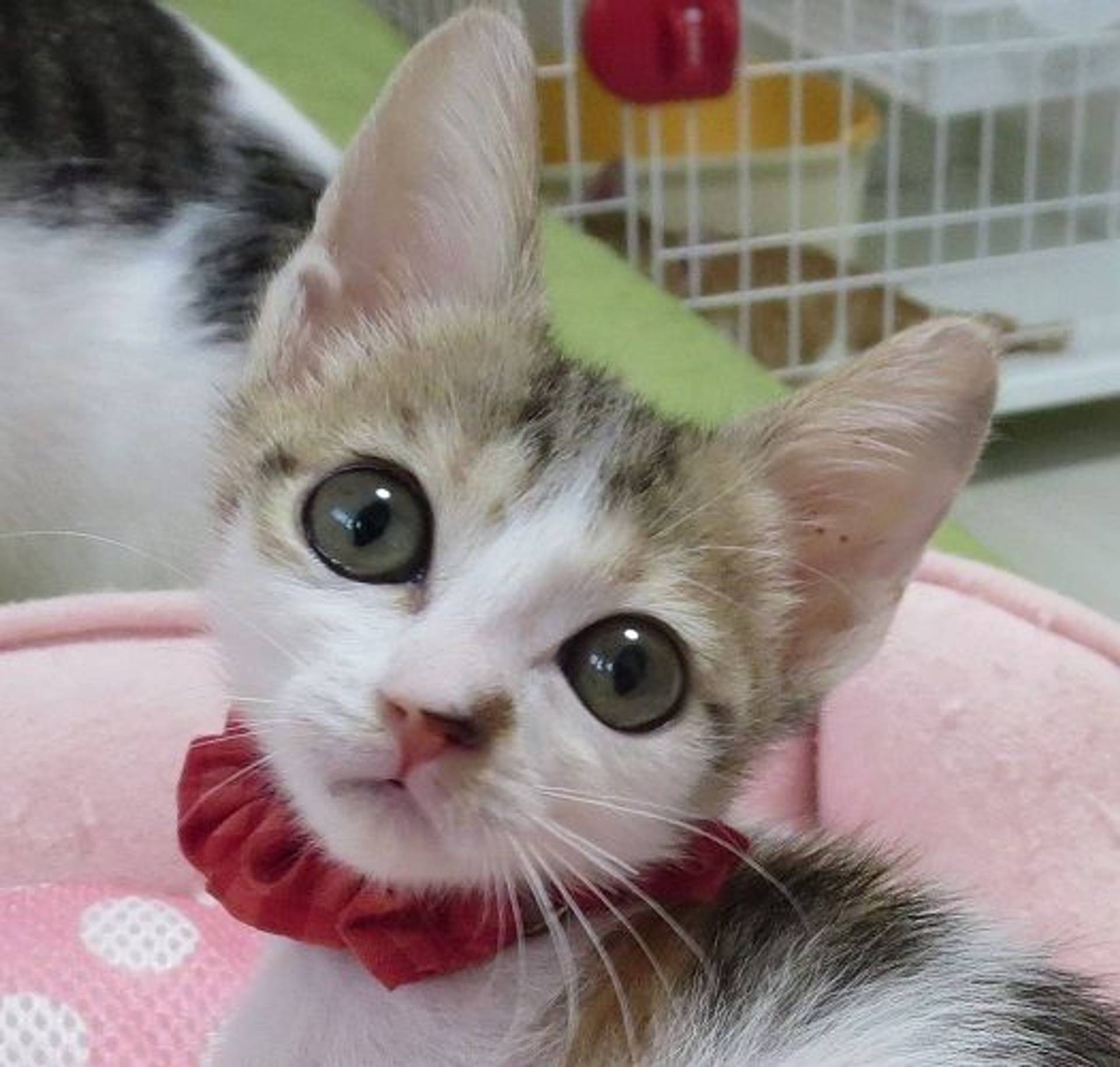 日本猫・メスの里親募集の写真