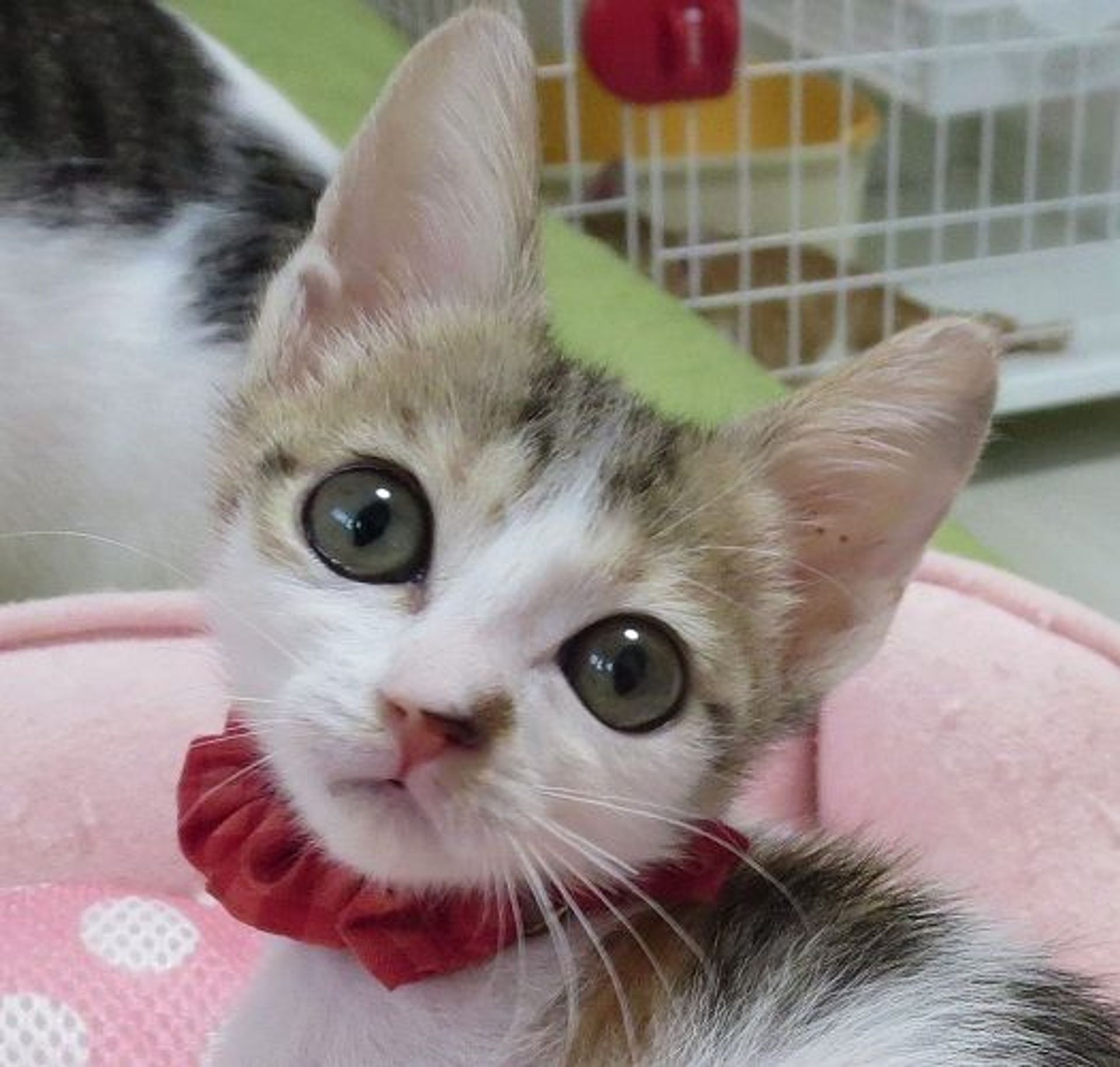 日本猫・メスの里親募集の写真