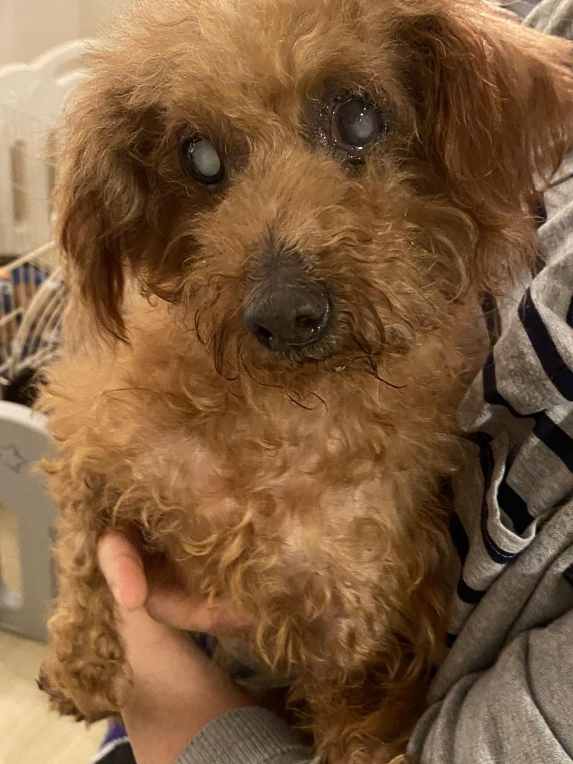 pet-image-2