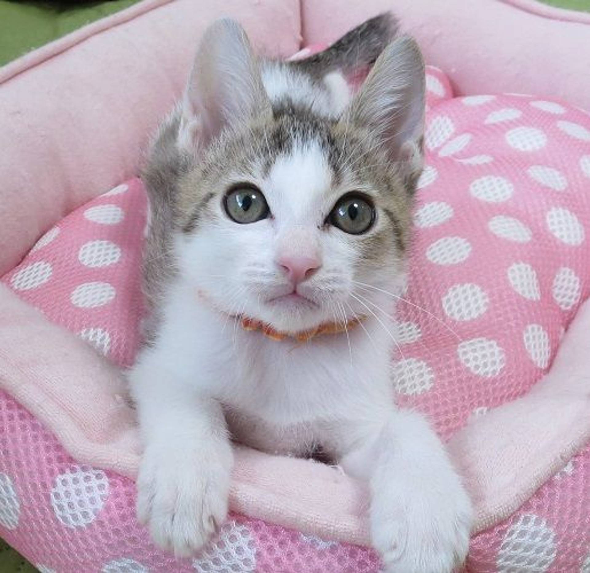 雑種（ミックス猫）・オスの里親募集の写真