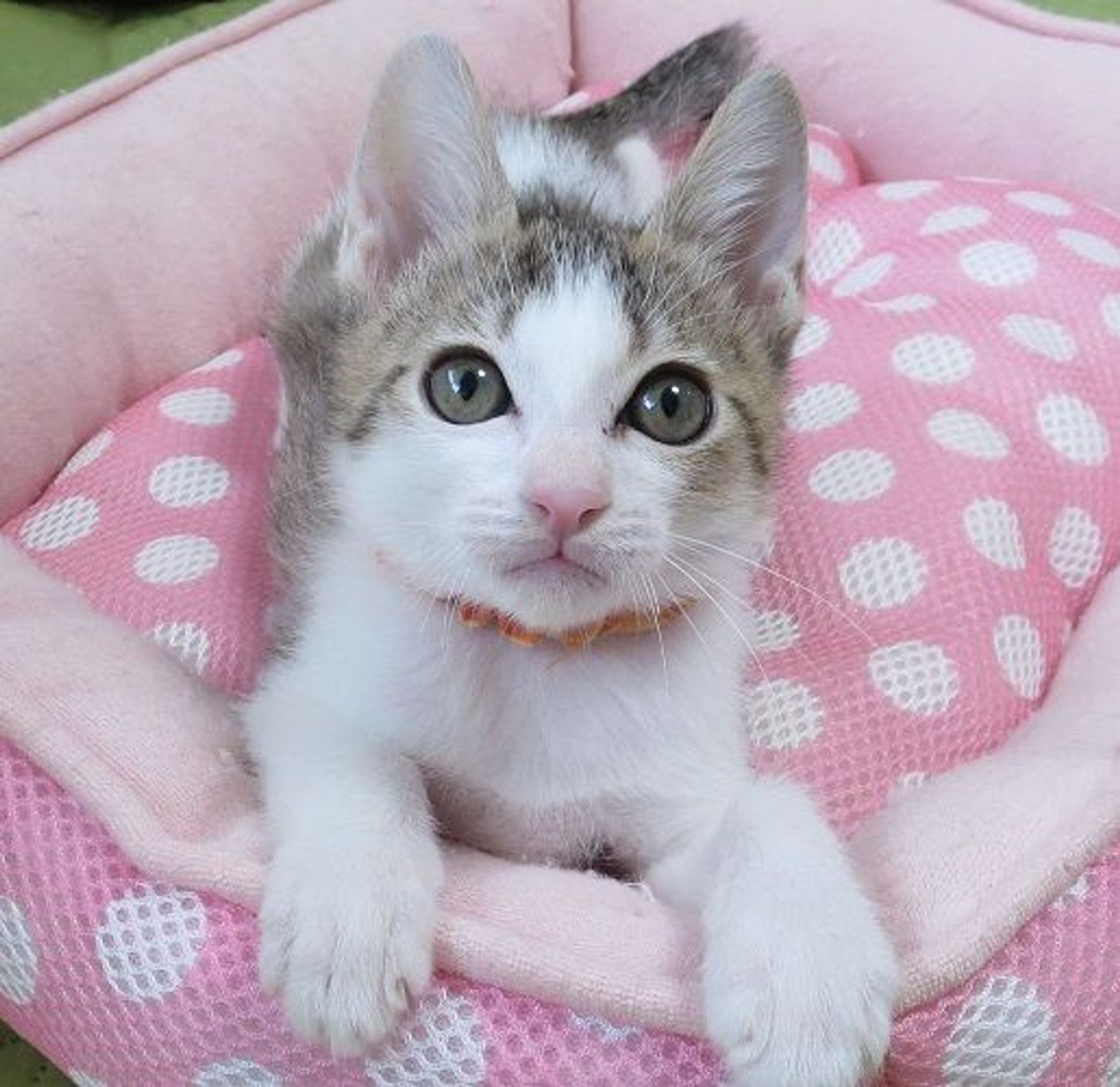 雑種（ミックス猫）・オスの里親募集の写真