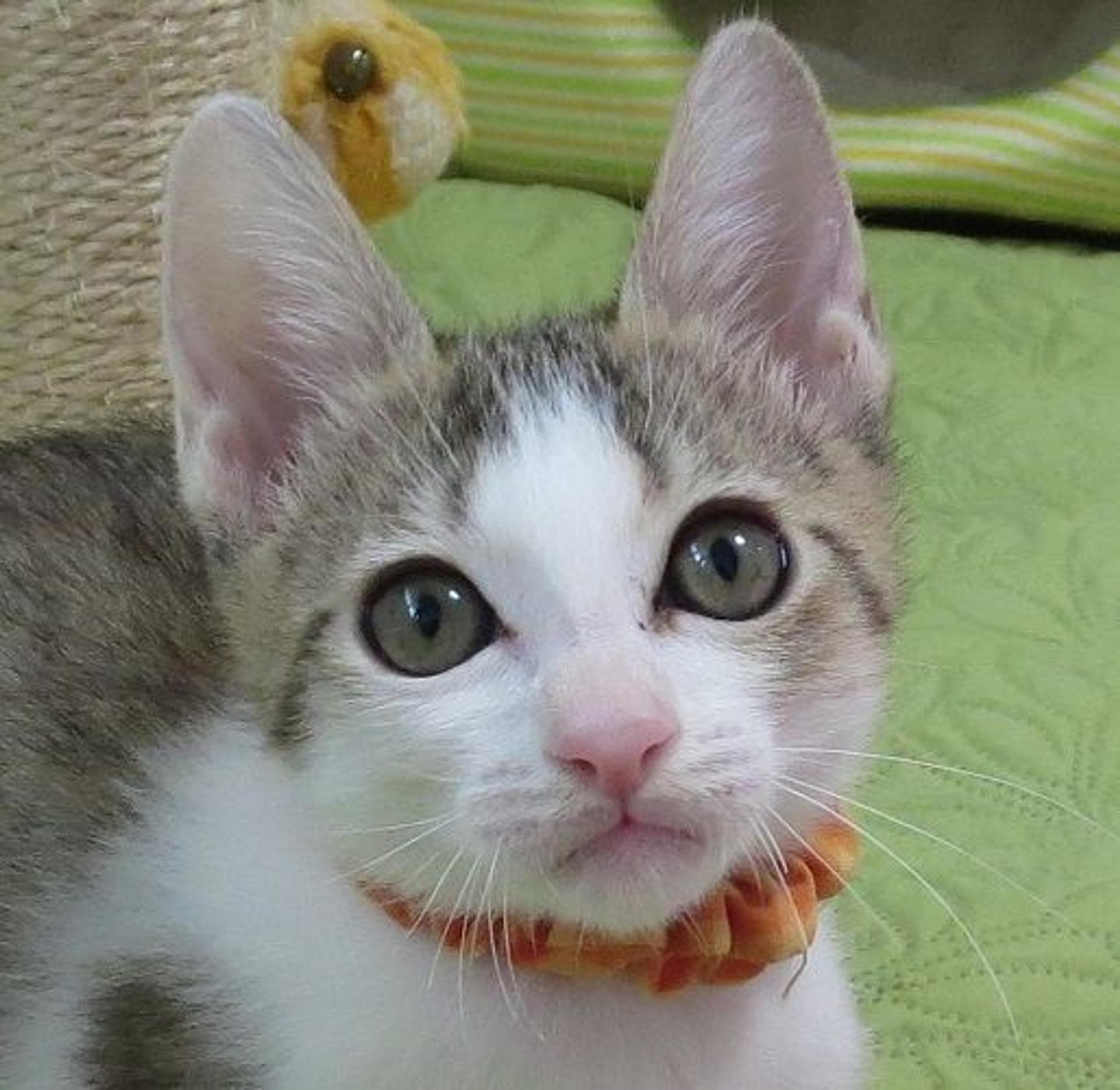 pet-image-2