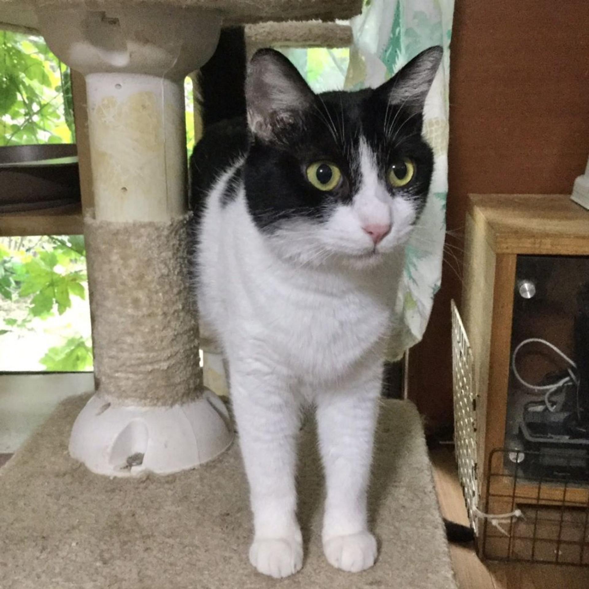 pet-image-4