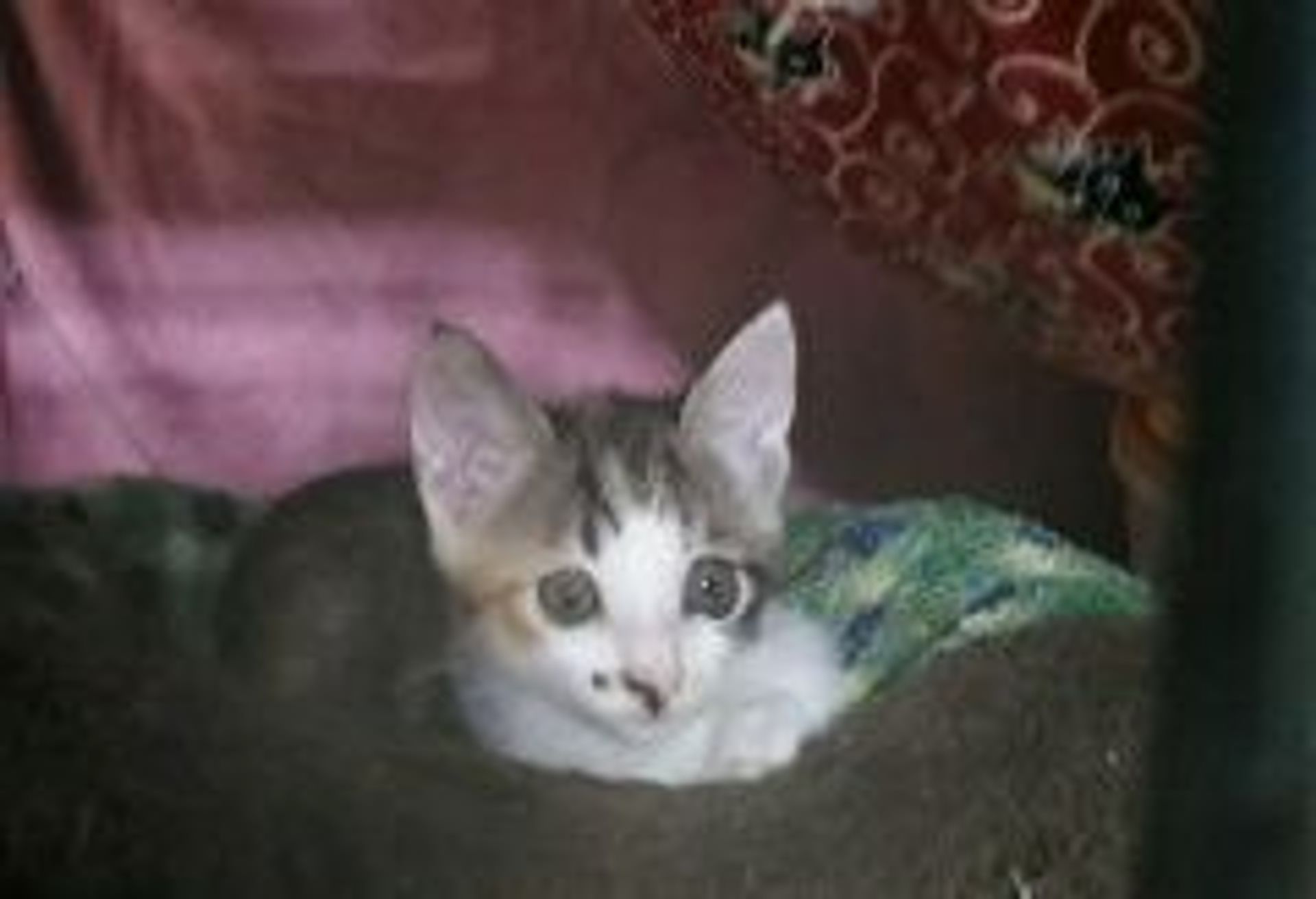 雑種（ミックス猫）・メスの里親募集の写真