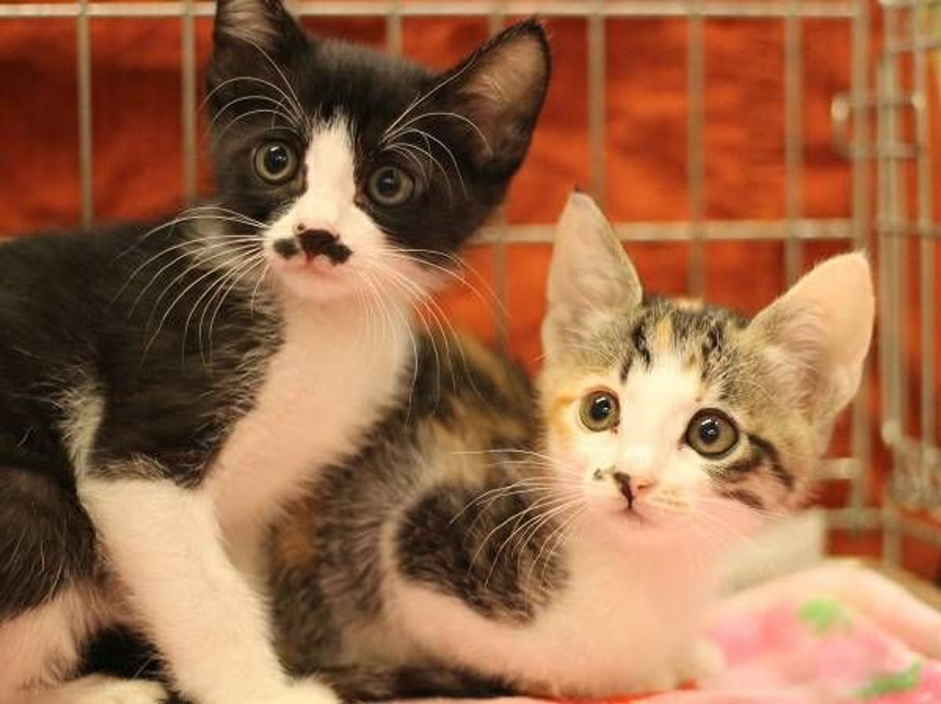 雑種（ミックス猫）・メスの里親募集の写真