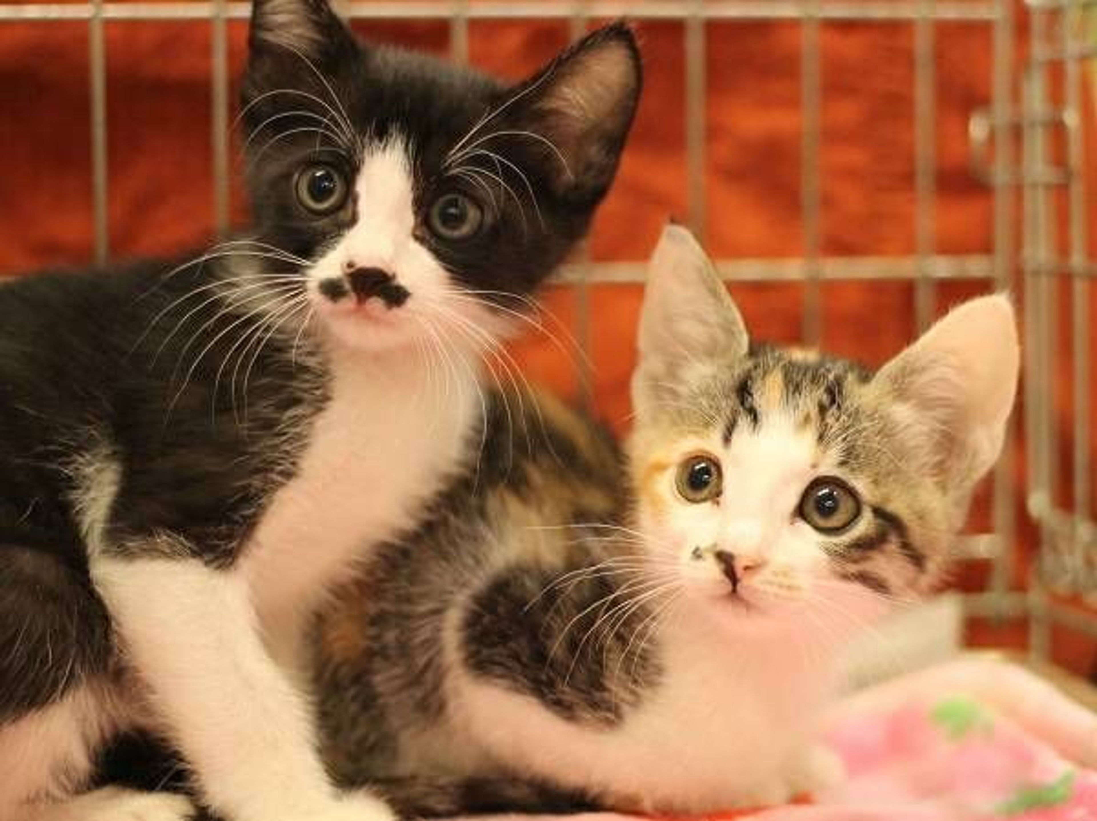 雑種（ミックス猫）・メスの里親募集の写真