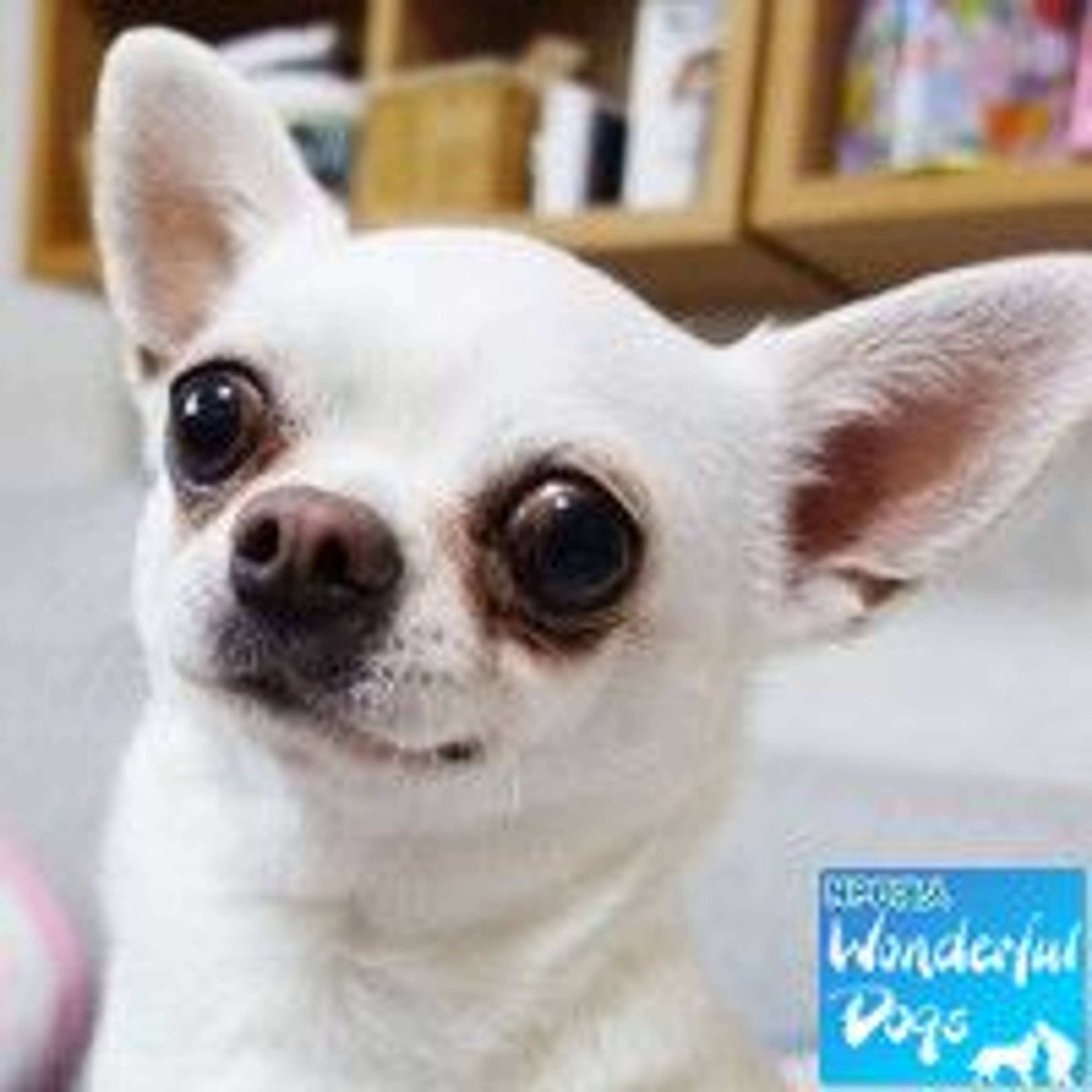 チワワ・メスの里親募集の写真
