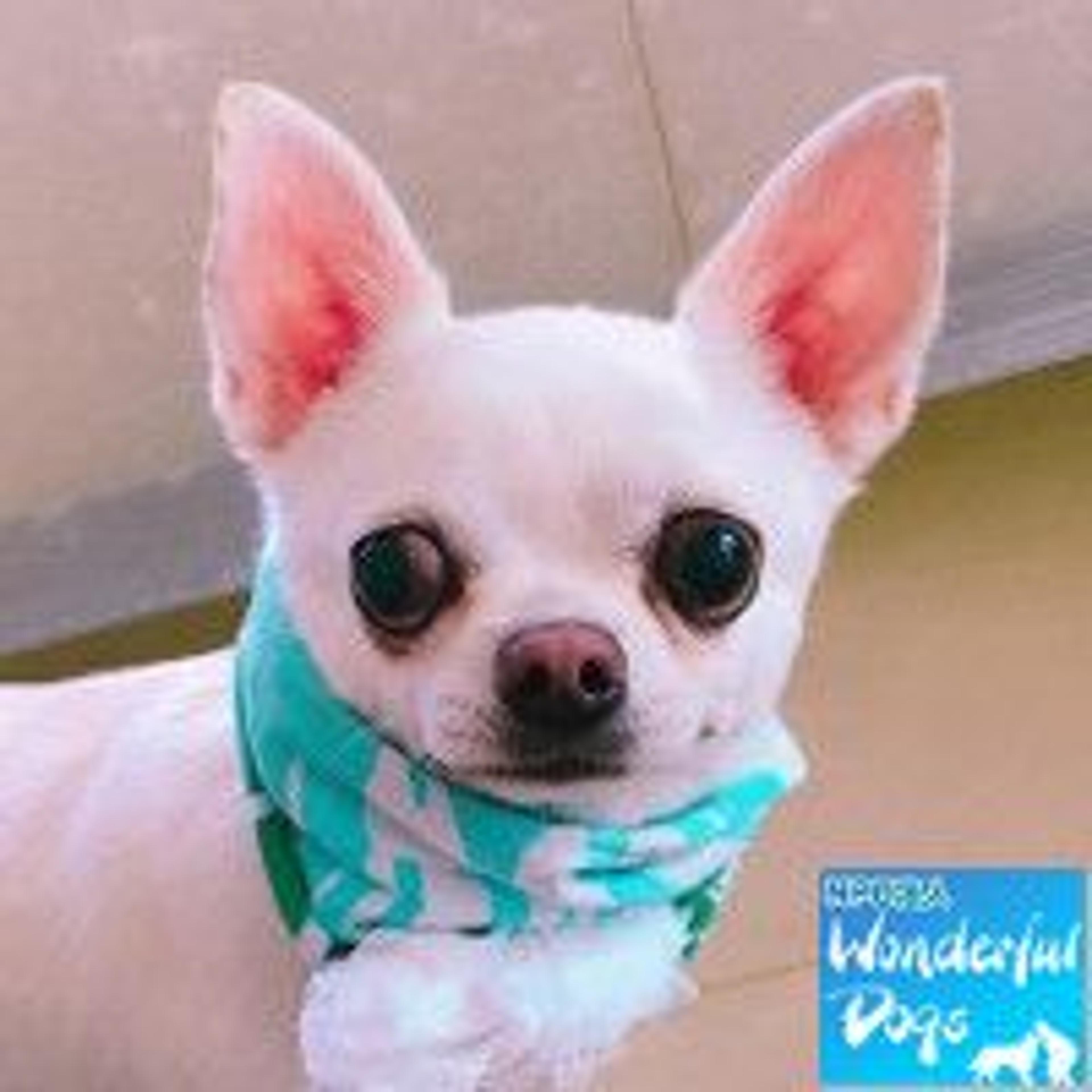 pet-image-2