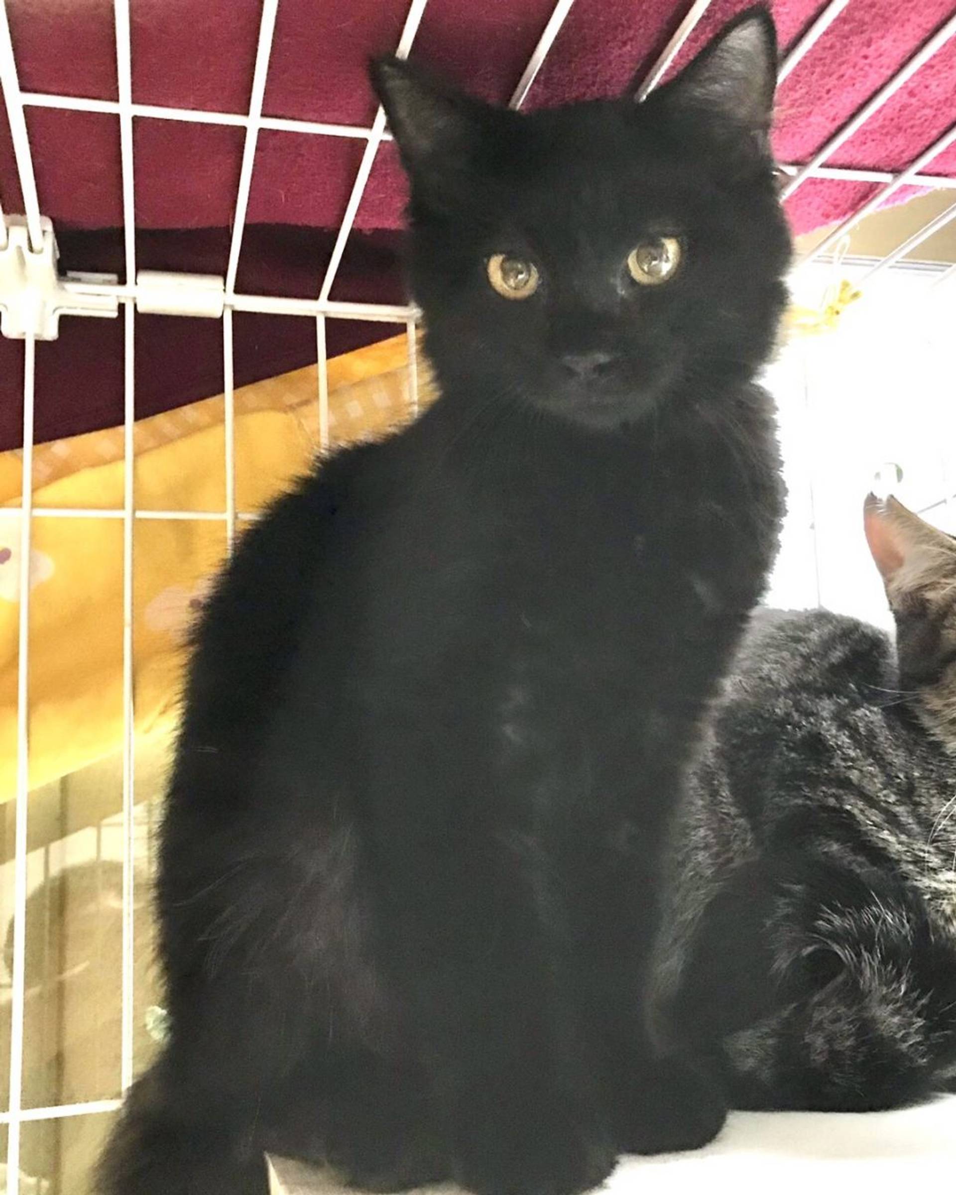 雑種（ミックス猫）・オスの里親募集の写真
