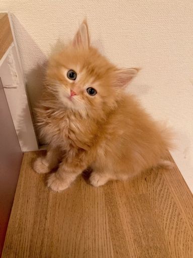 チャコ