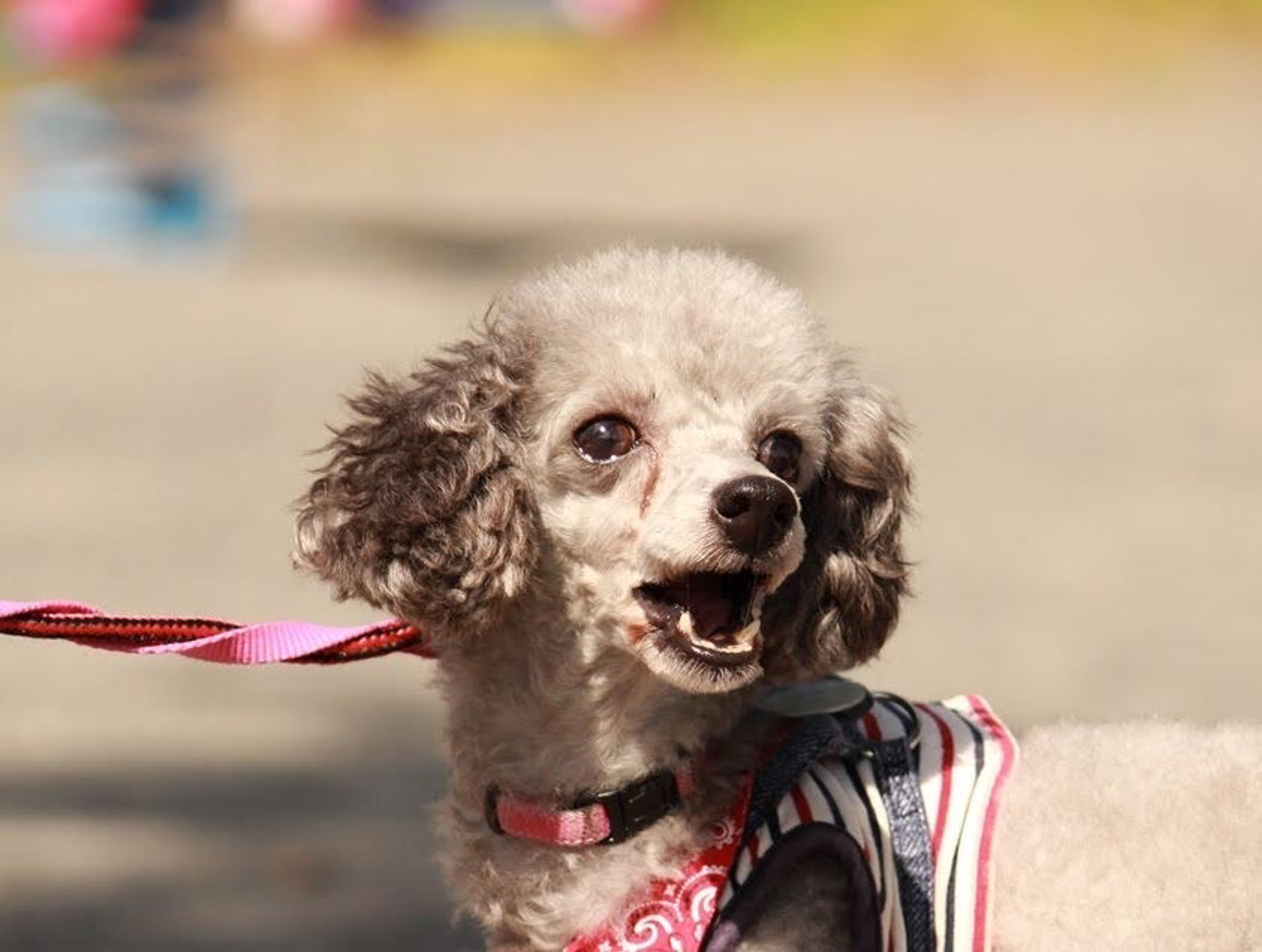 pet-image-3