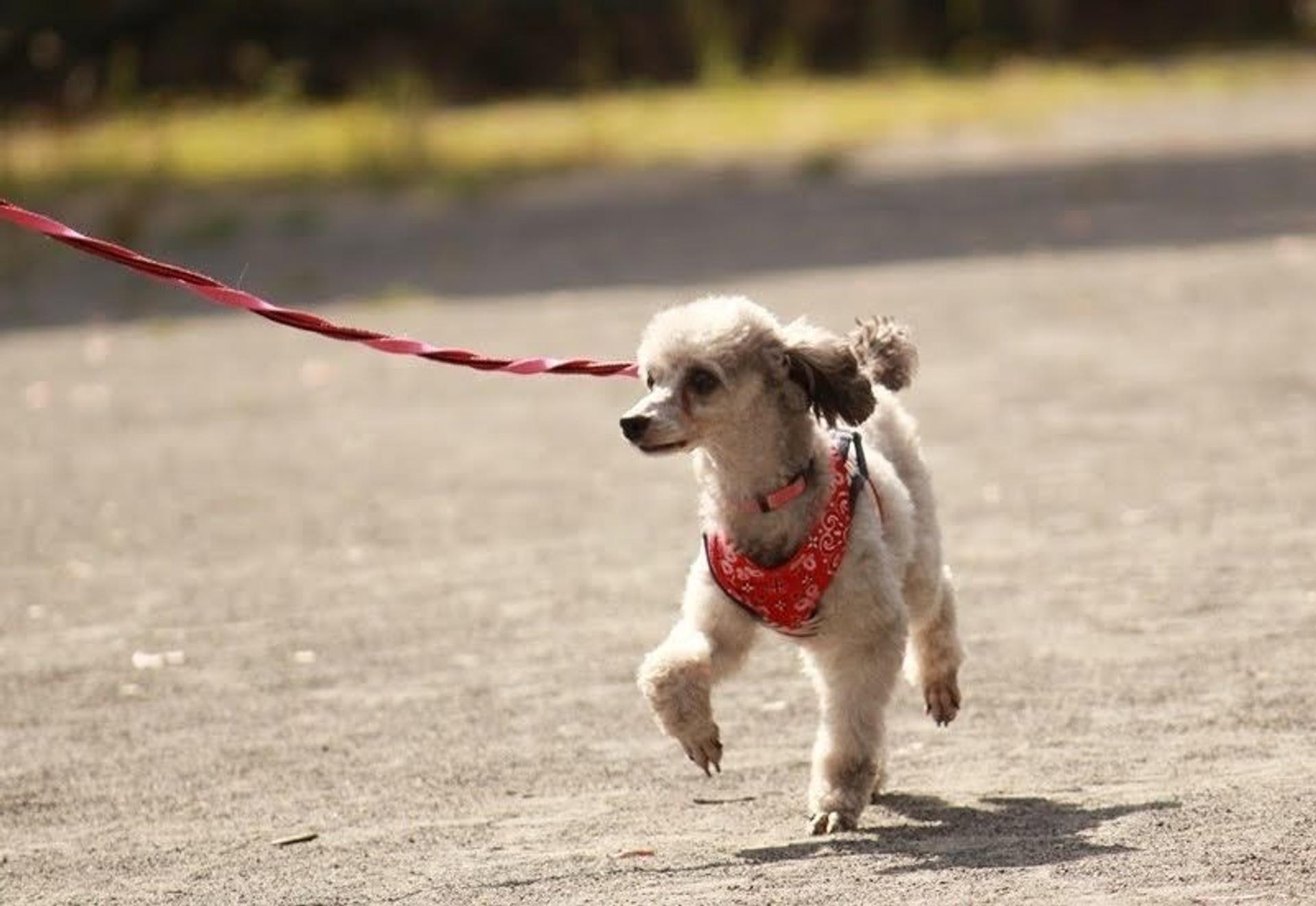 pet-image-4