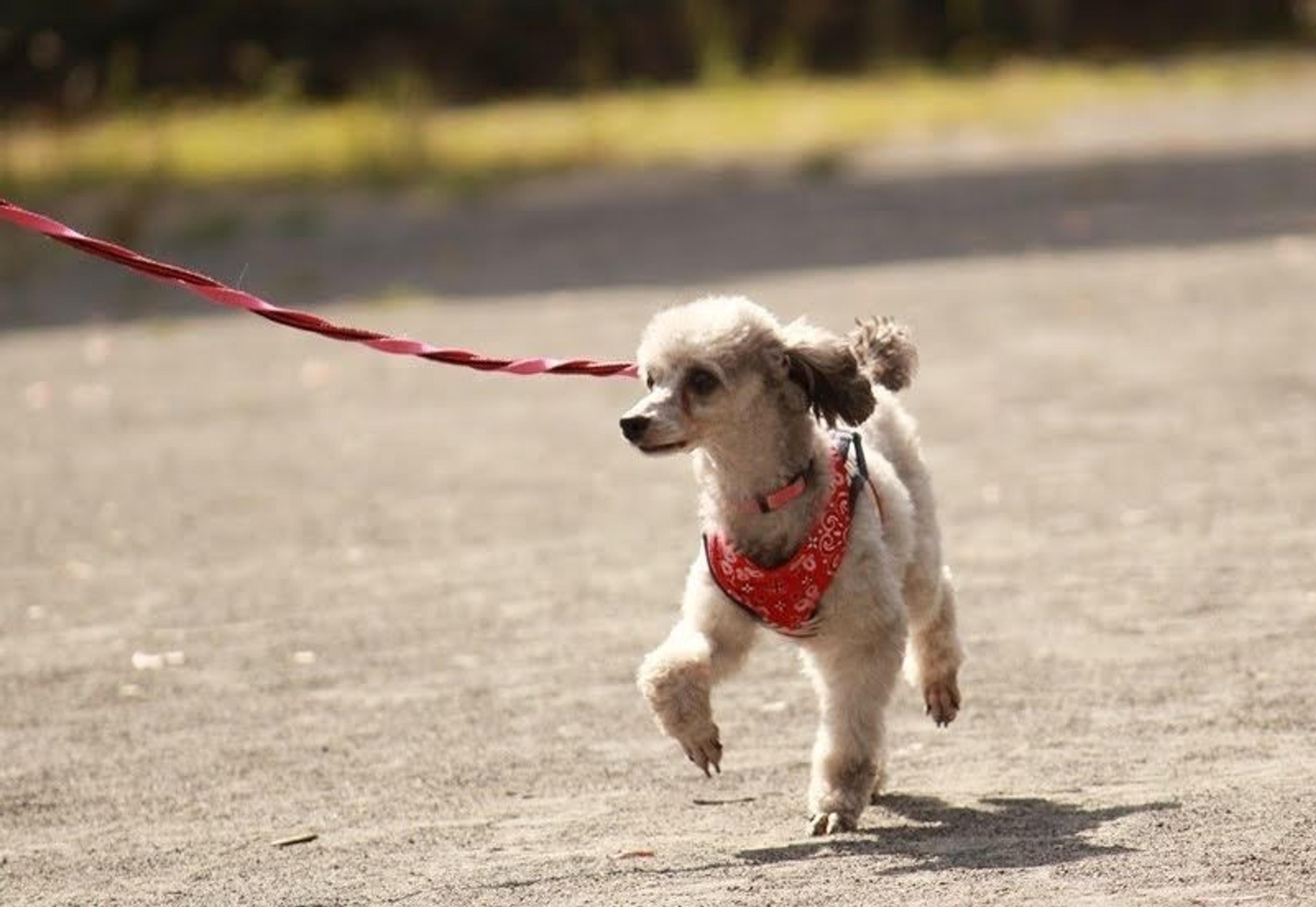 pet-image-4