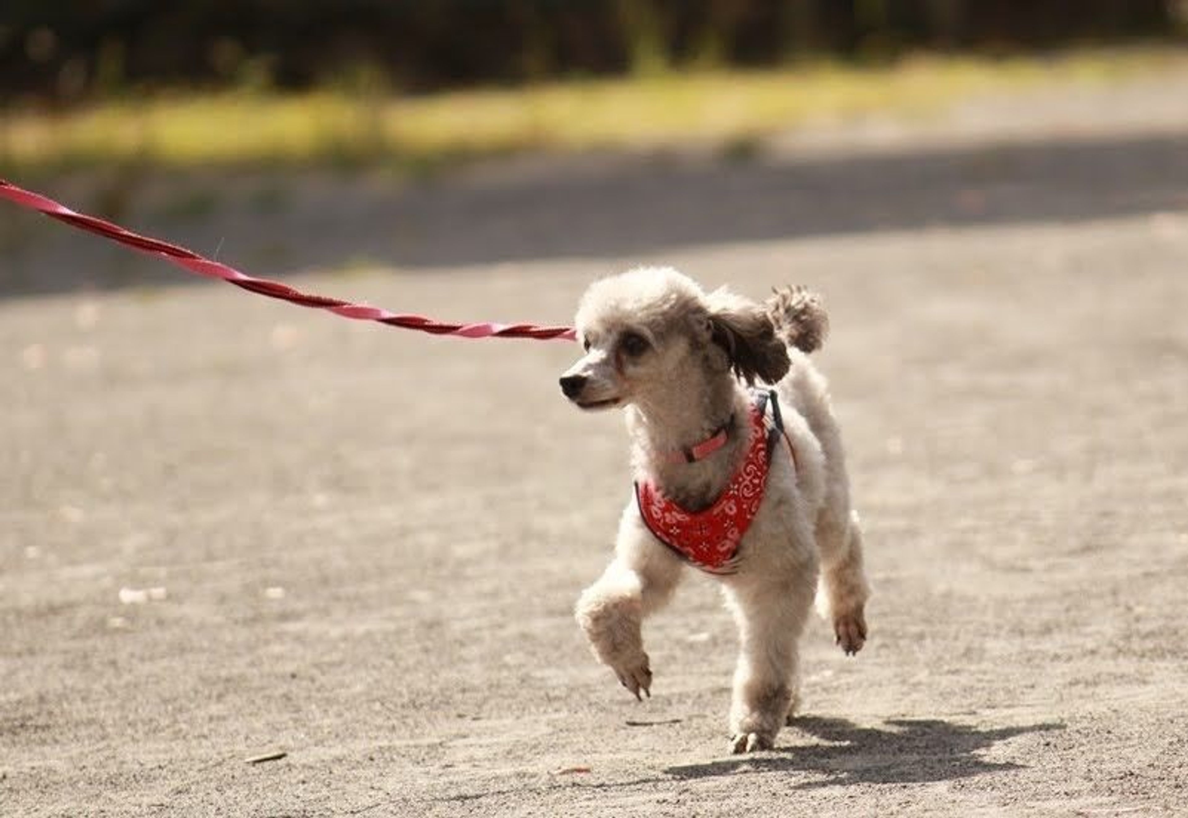 pet-image-4