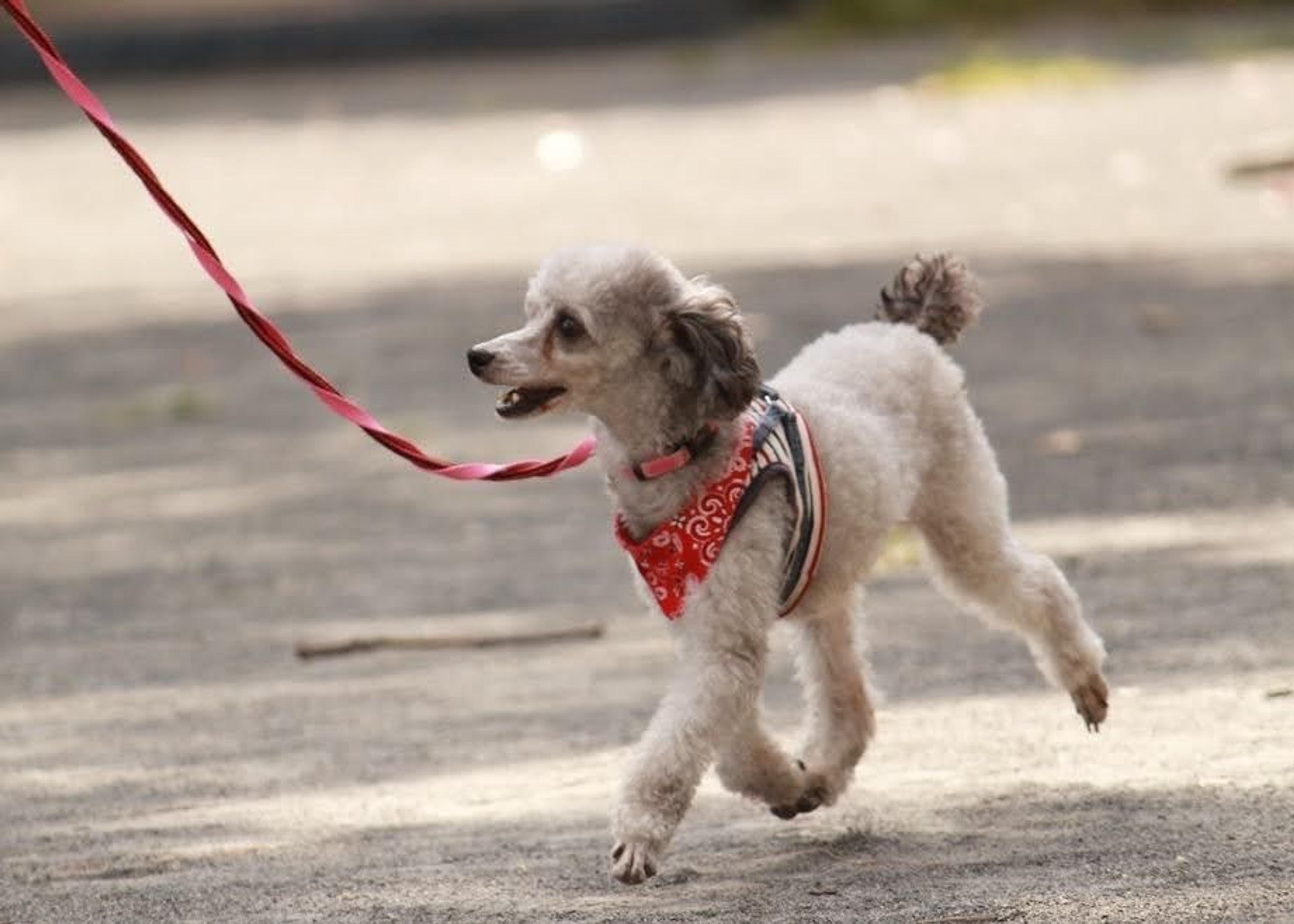 pet-image-5