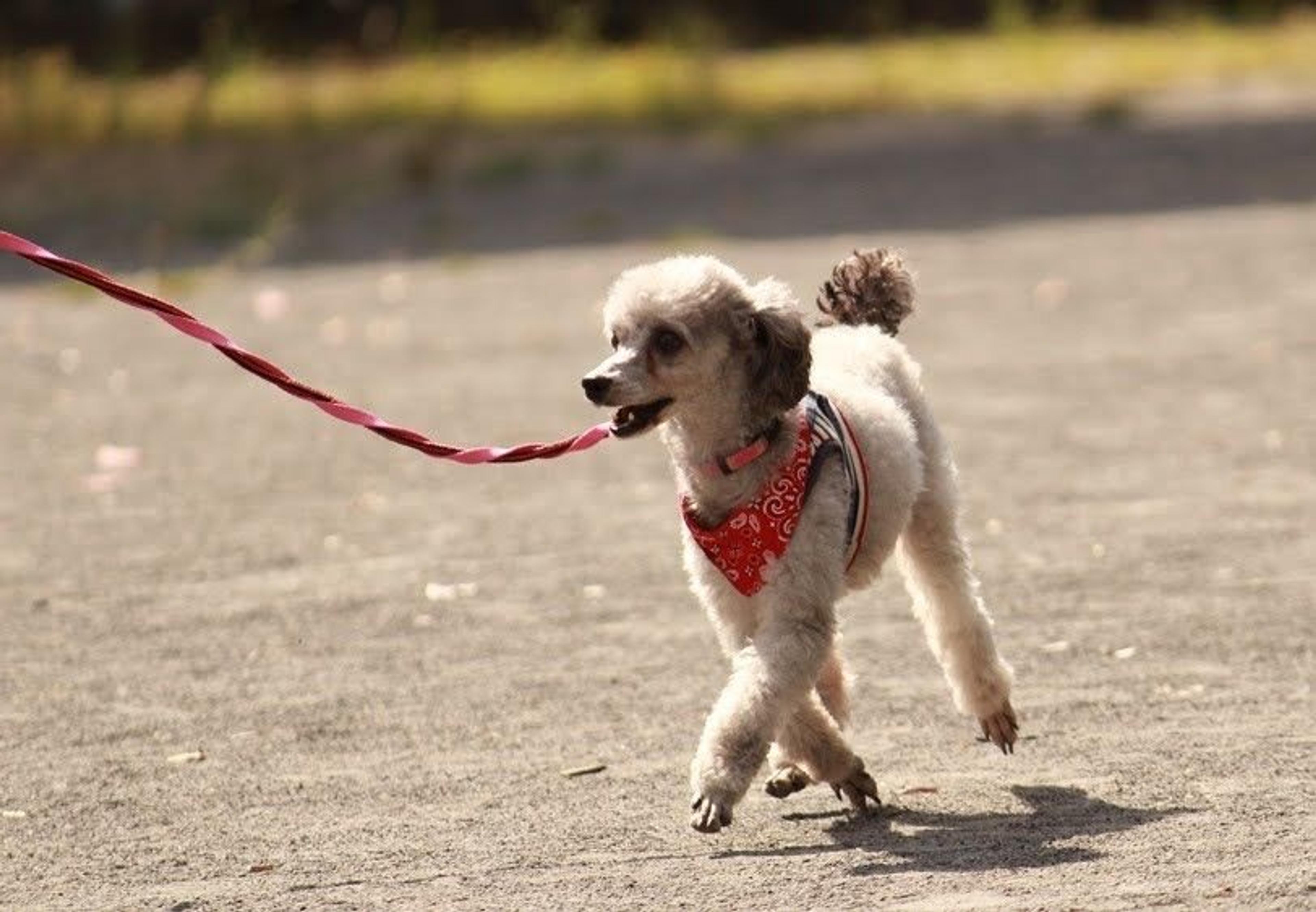 pet-image-6