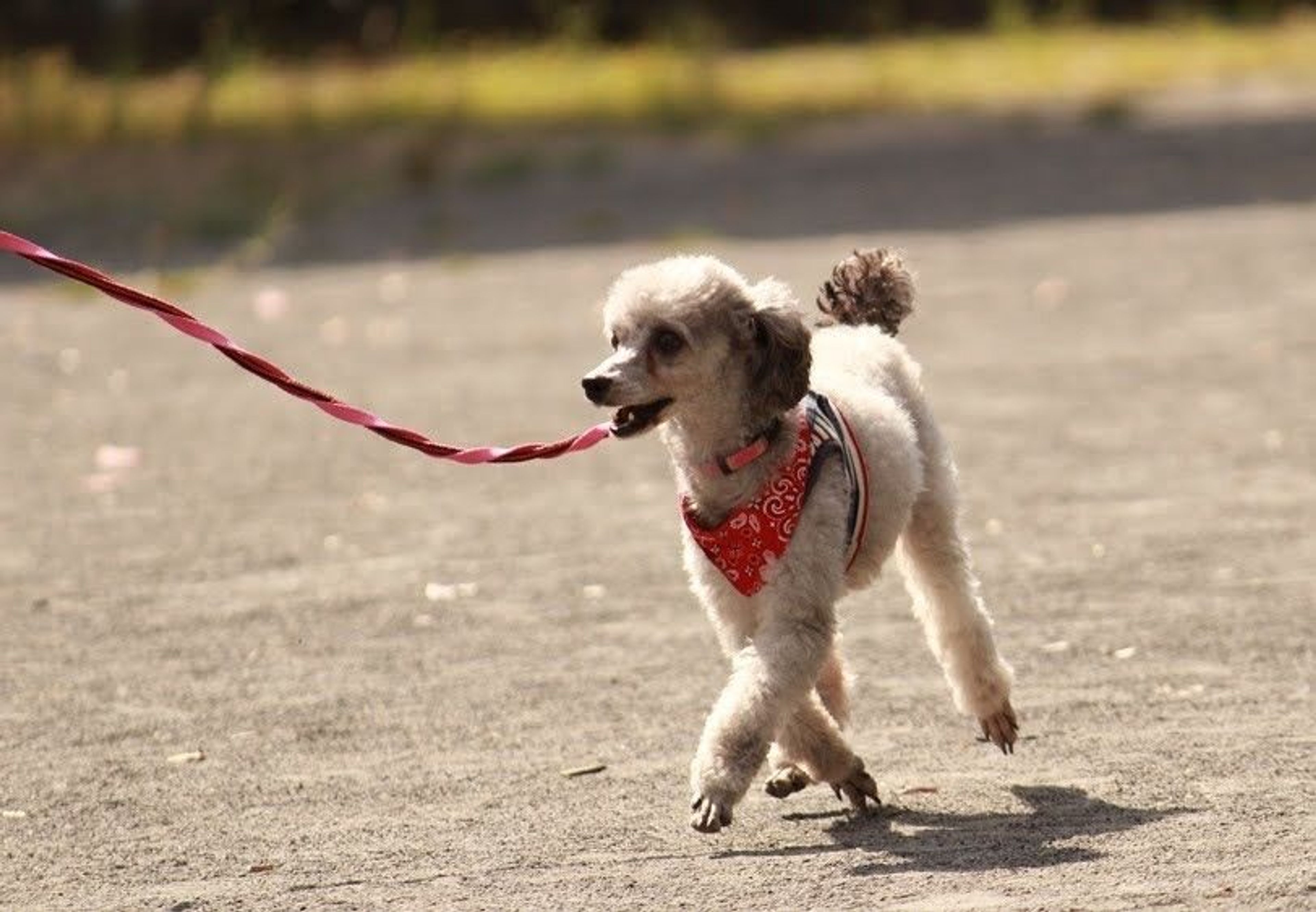 pet-image-6