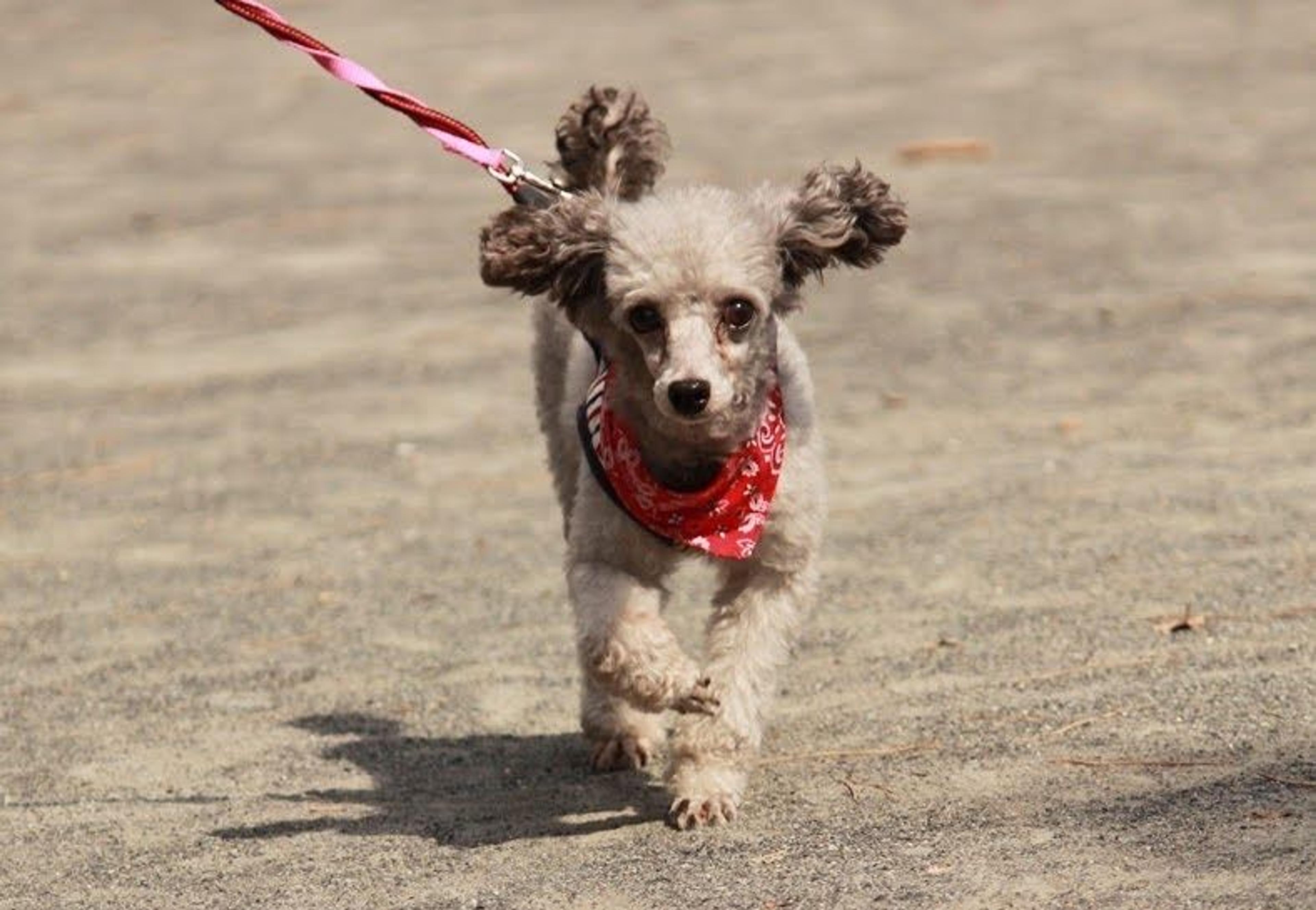 pet-image-7