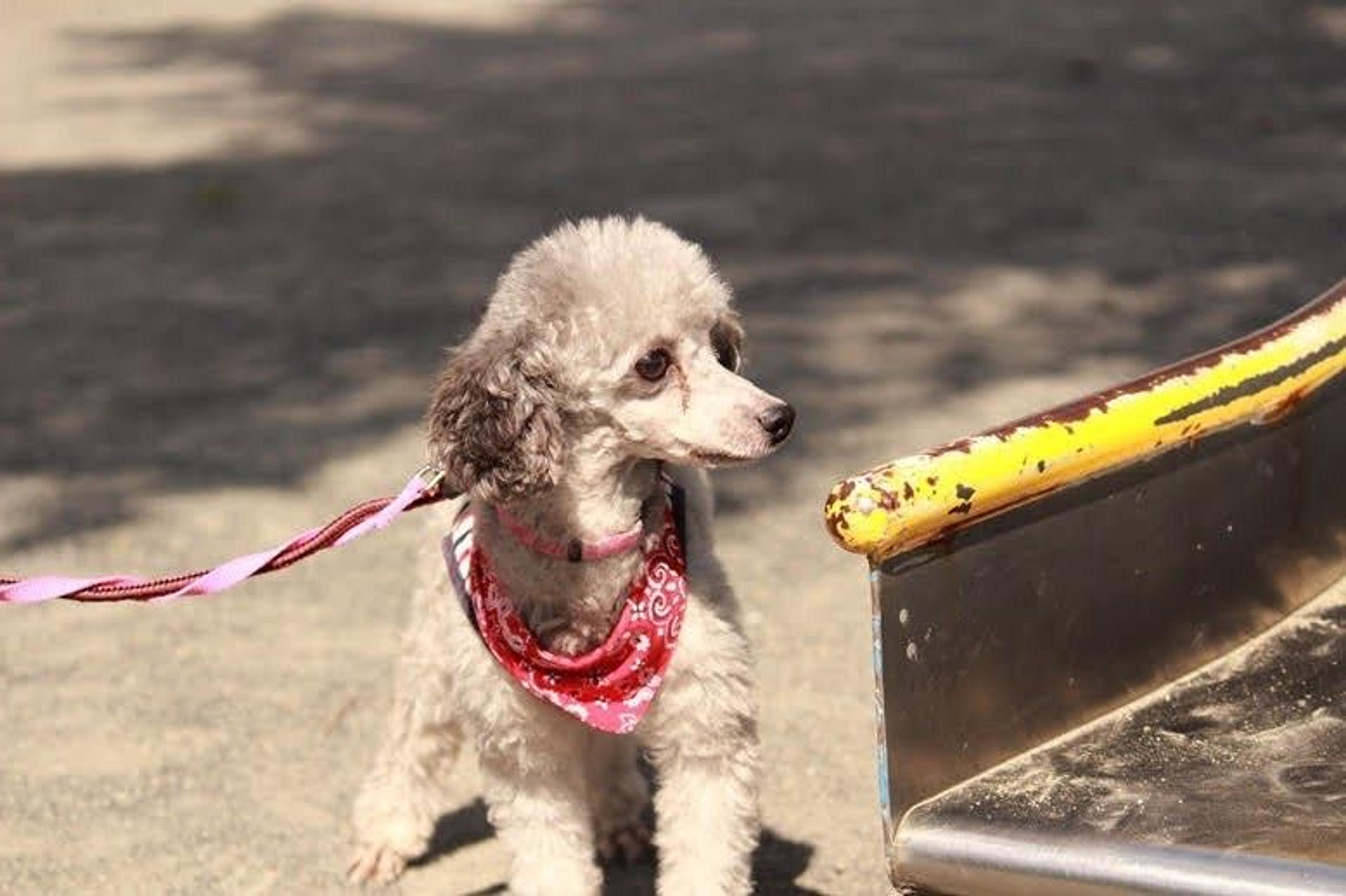 pet-image-8