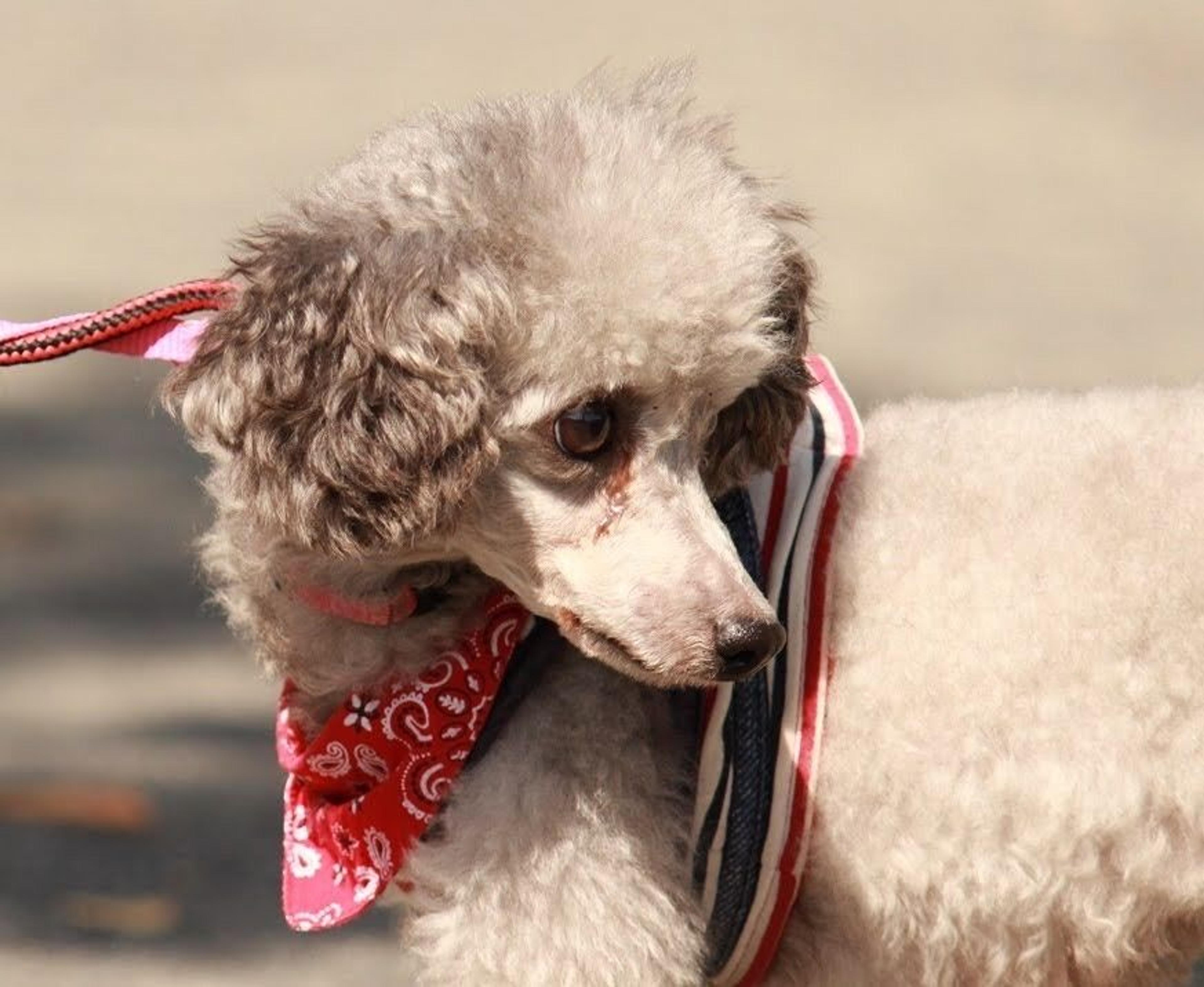 pet-image-9