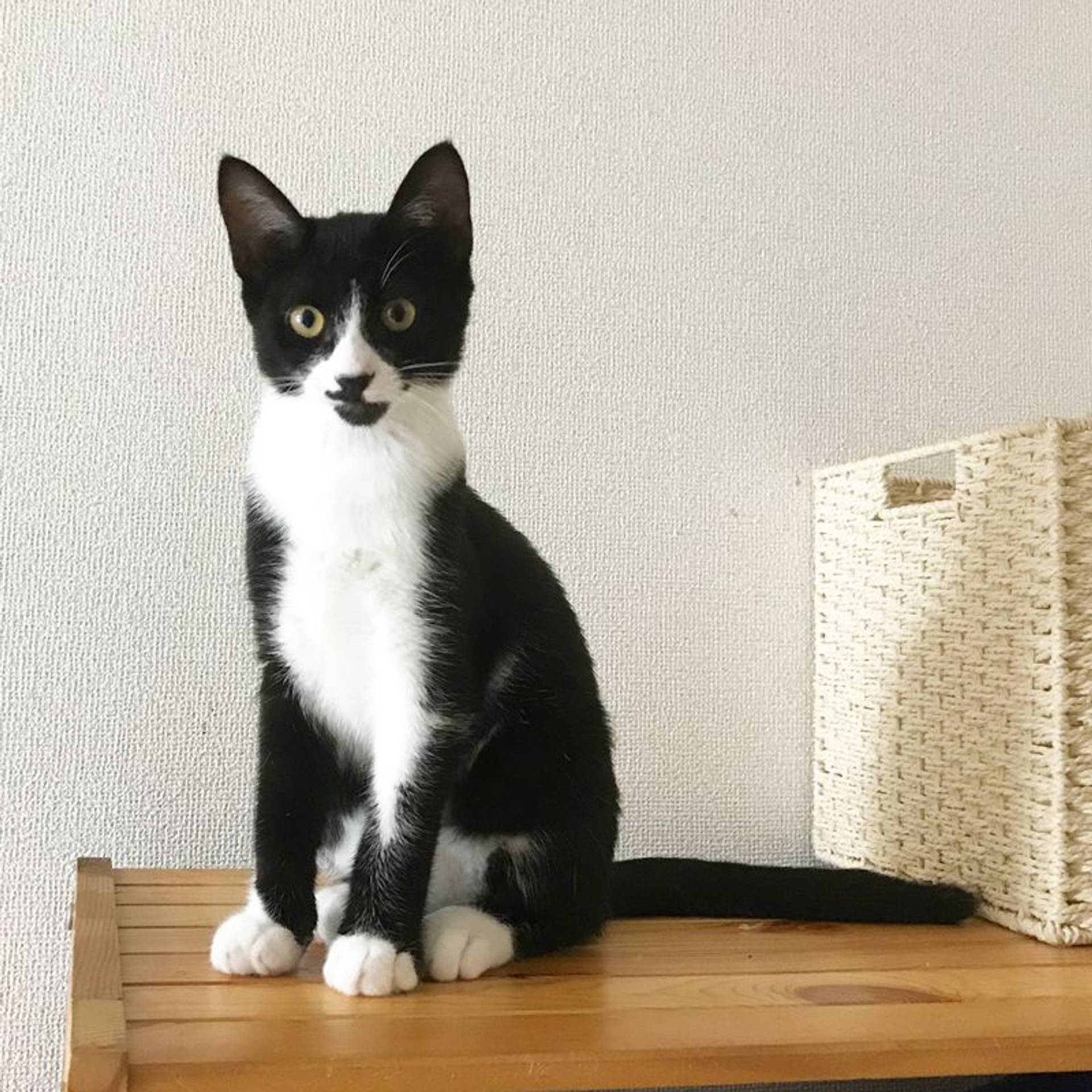 雑種（ミックス猫）・オスの里親募集の写真
