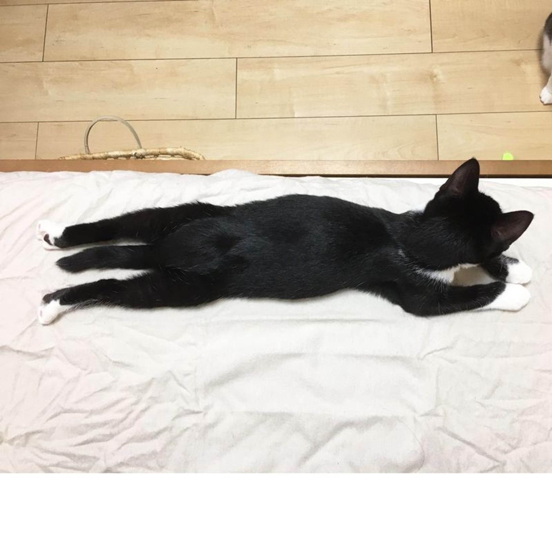 pet-image-4