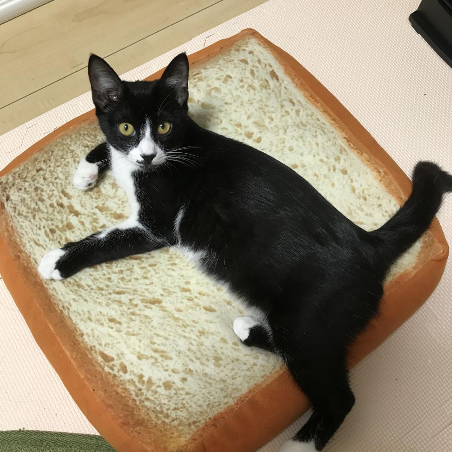 pet-image-7